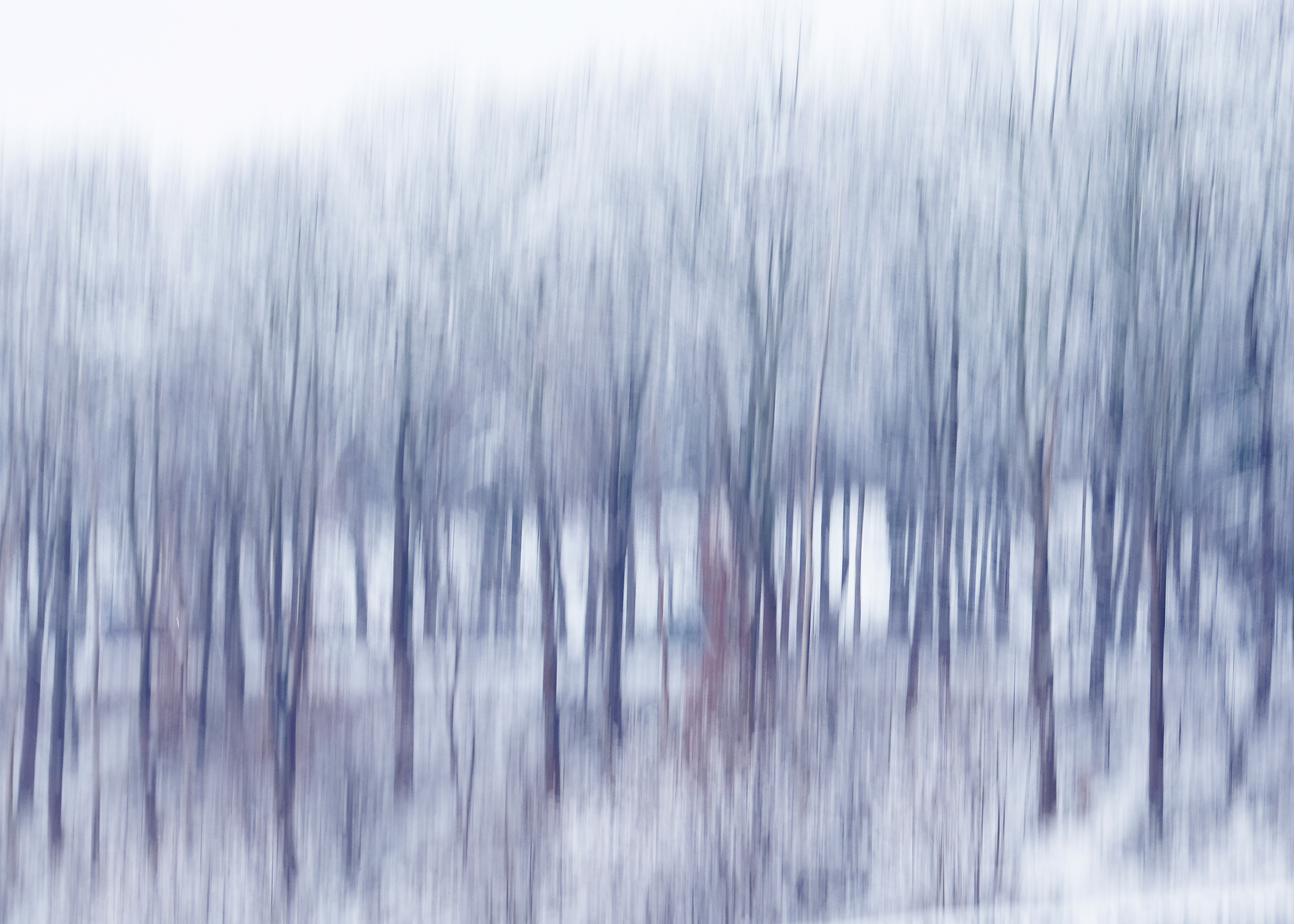 roadside birches in winter