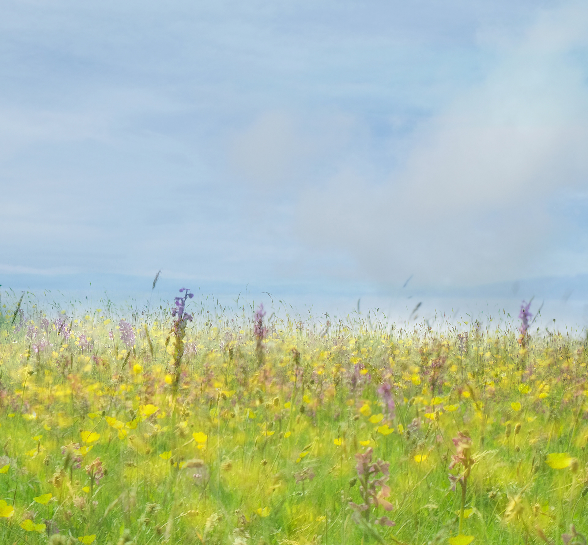 buttercups, orchids and sea #2
