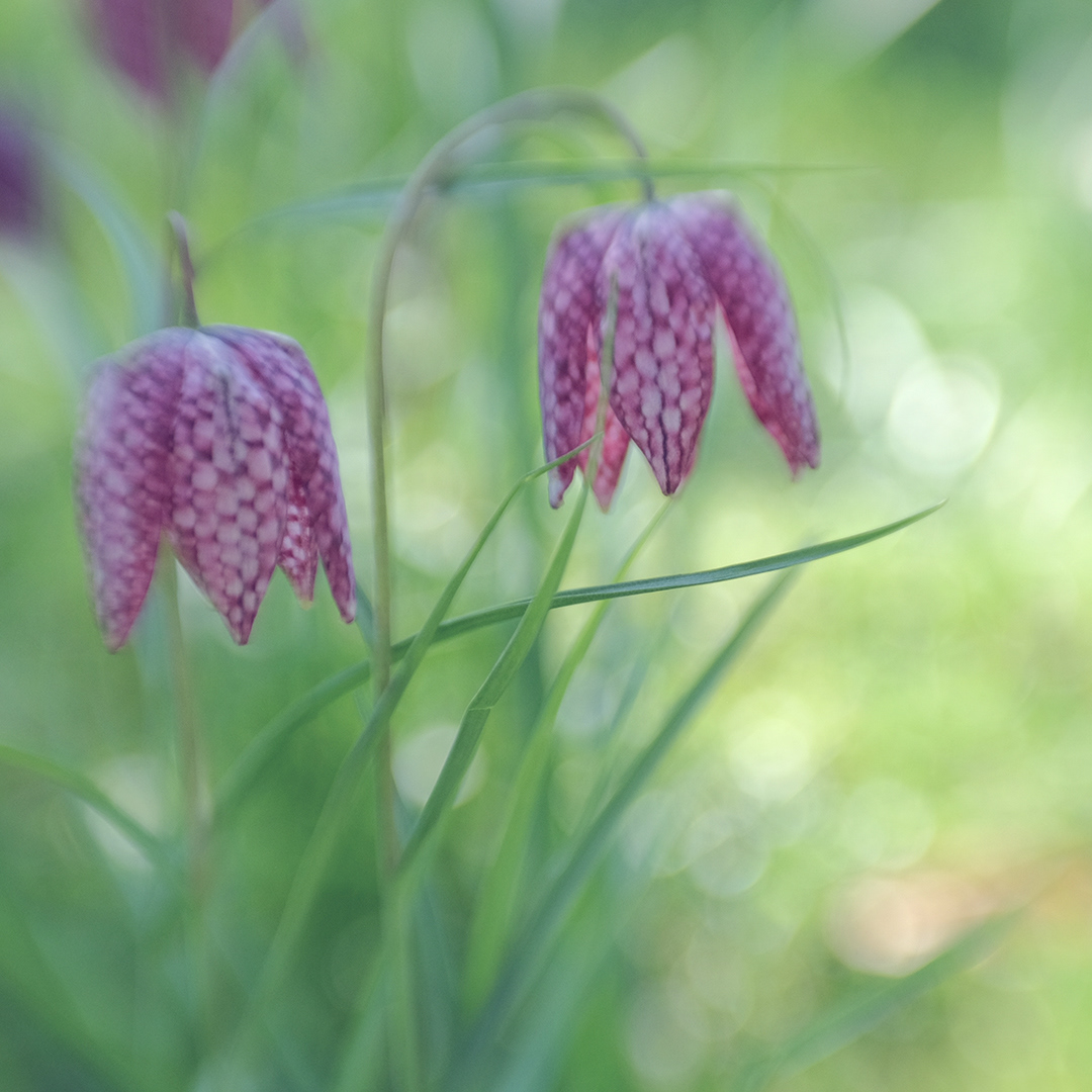 snakes head fritillaries