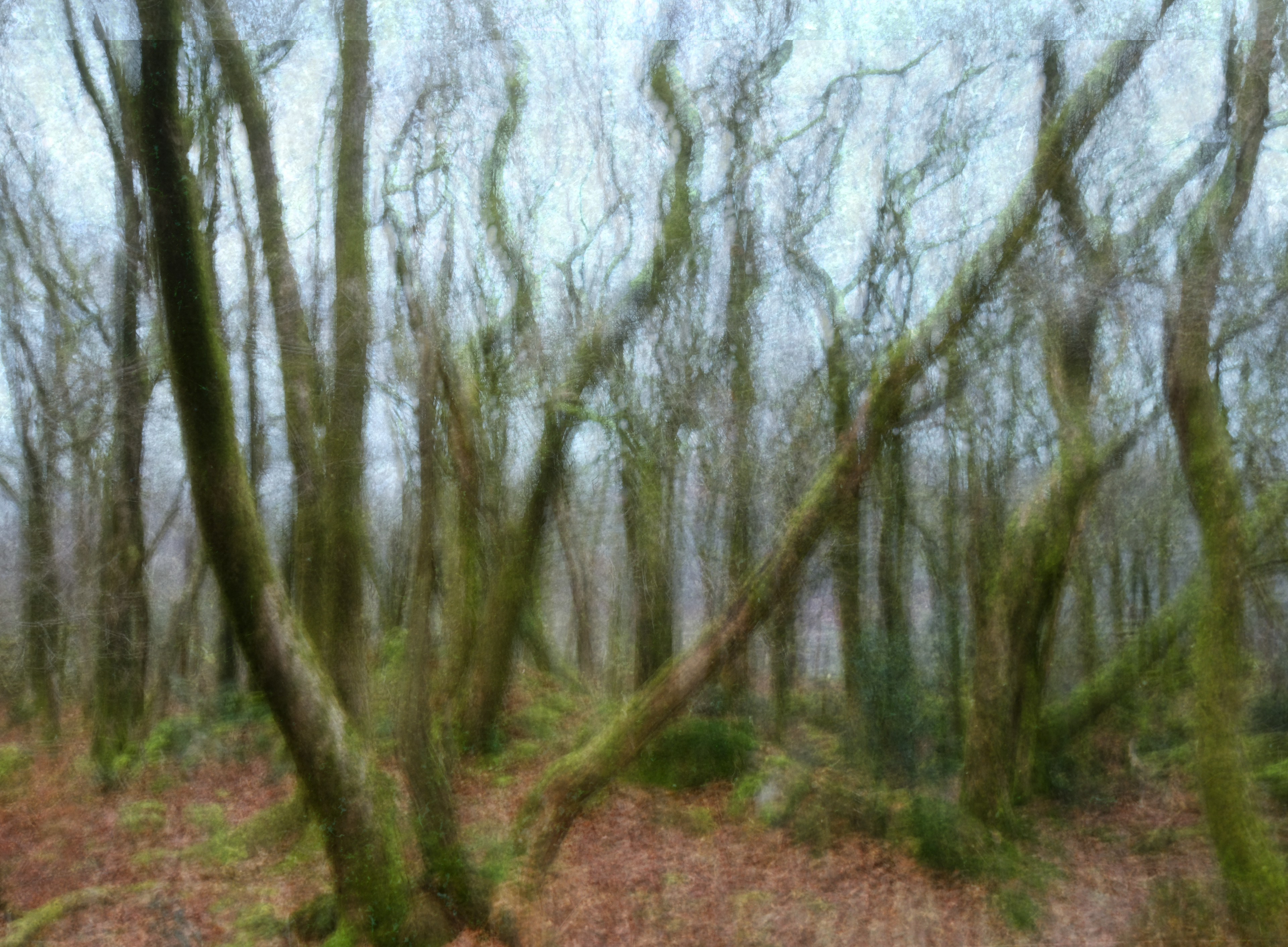 green woods