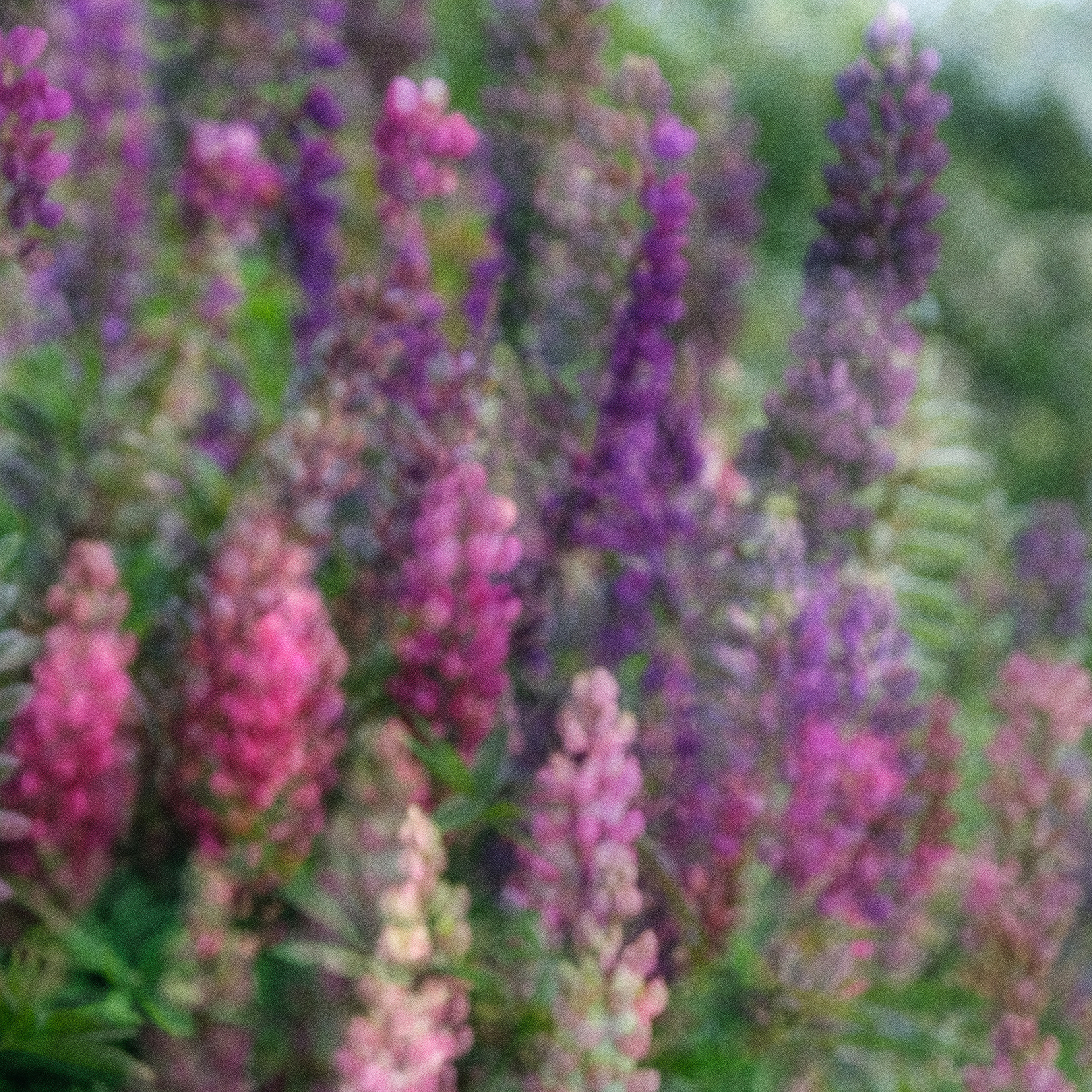 lupins