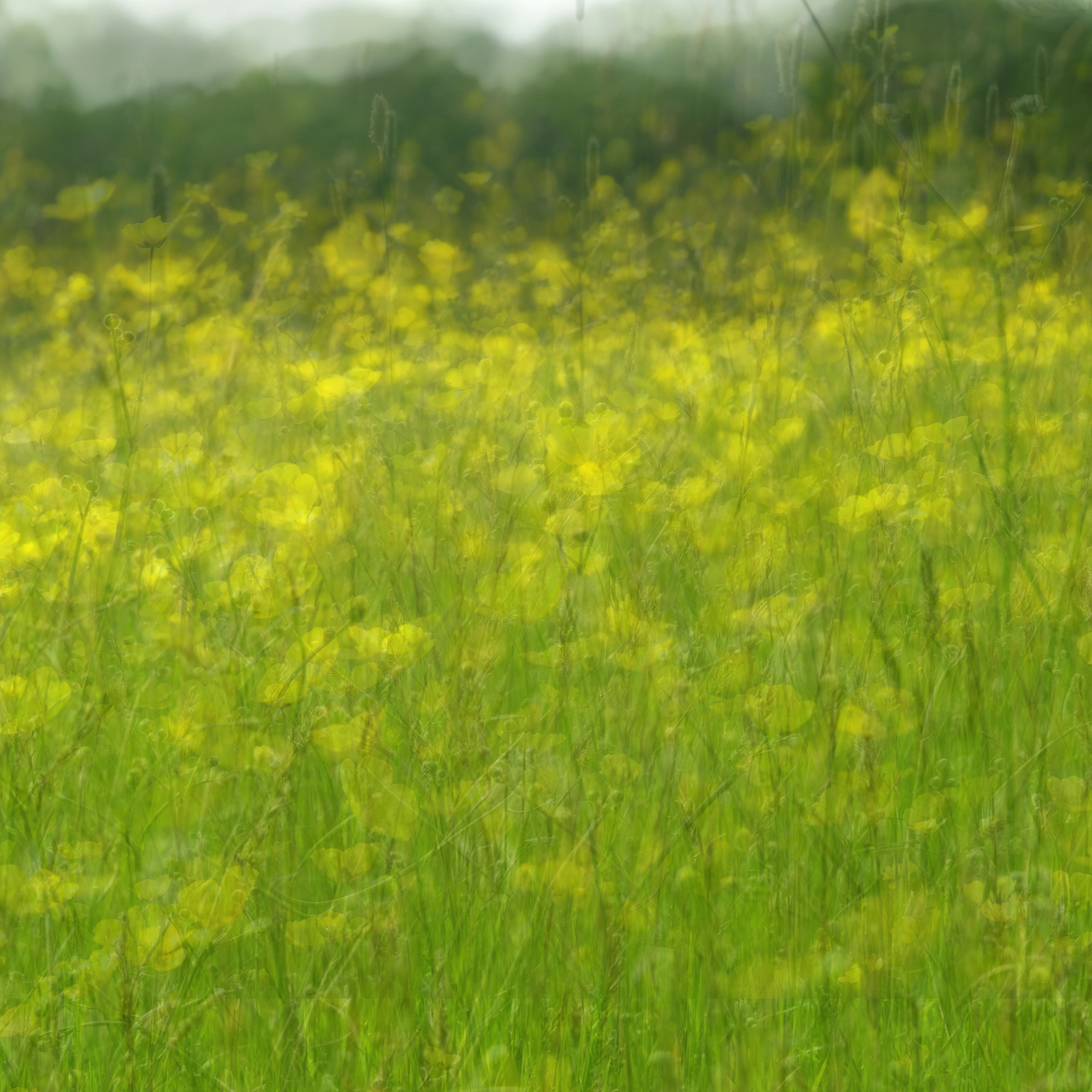 buttercups #2