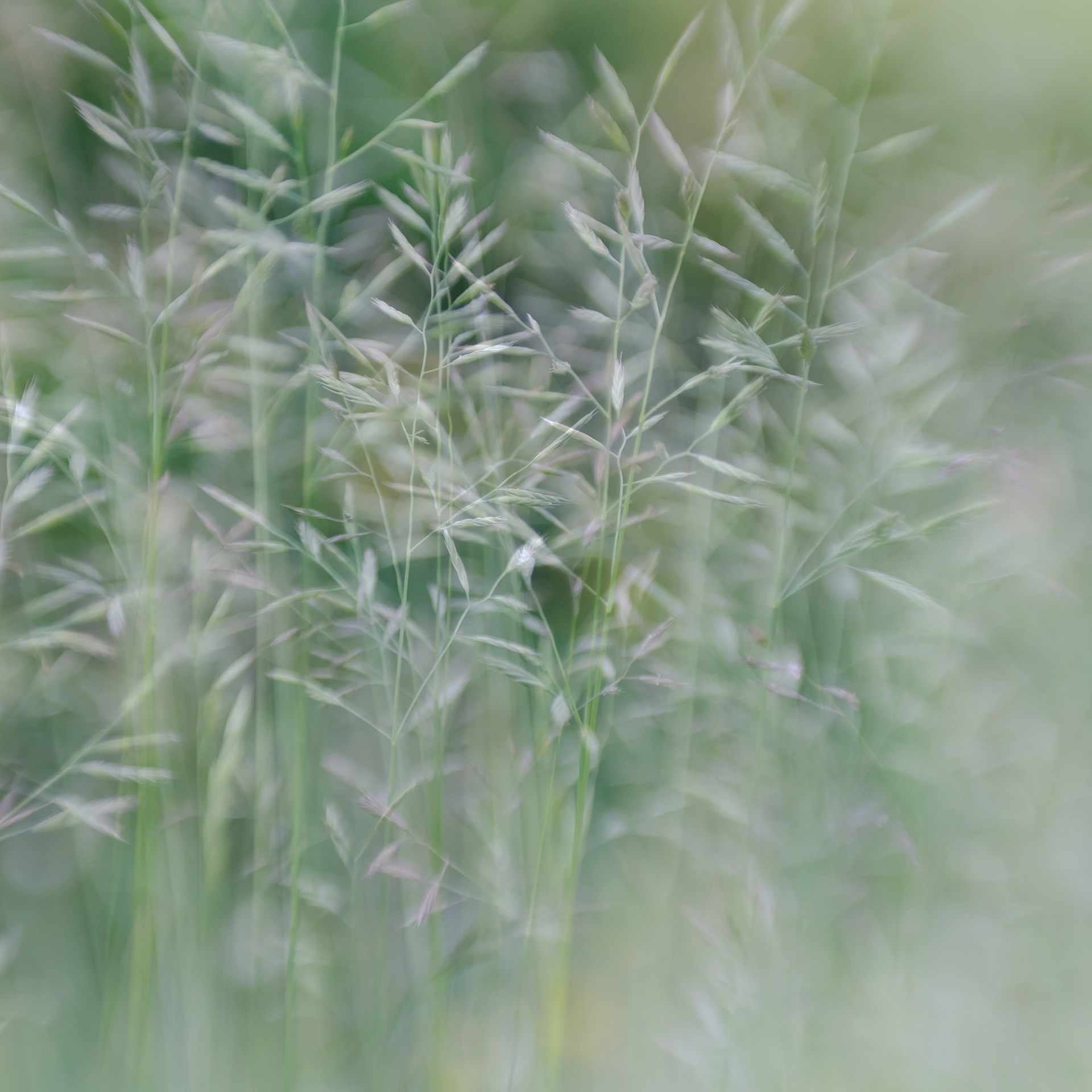 grass