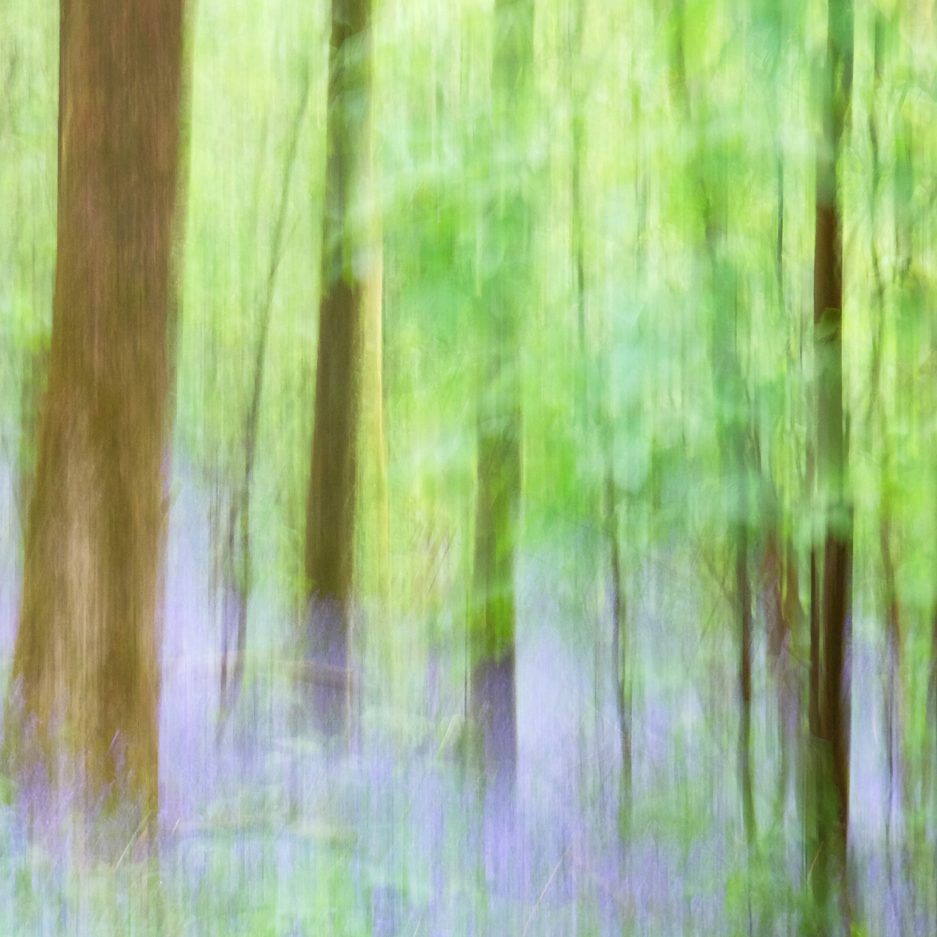 bluebell woods #8