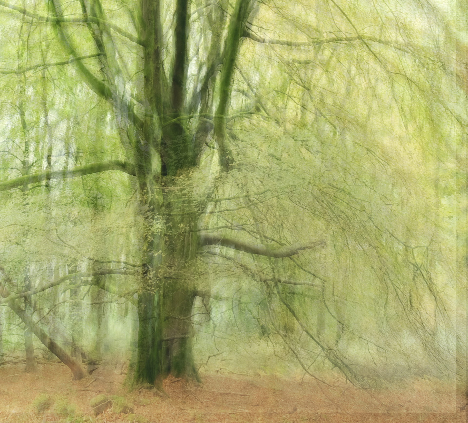 beech #4