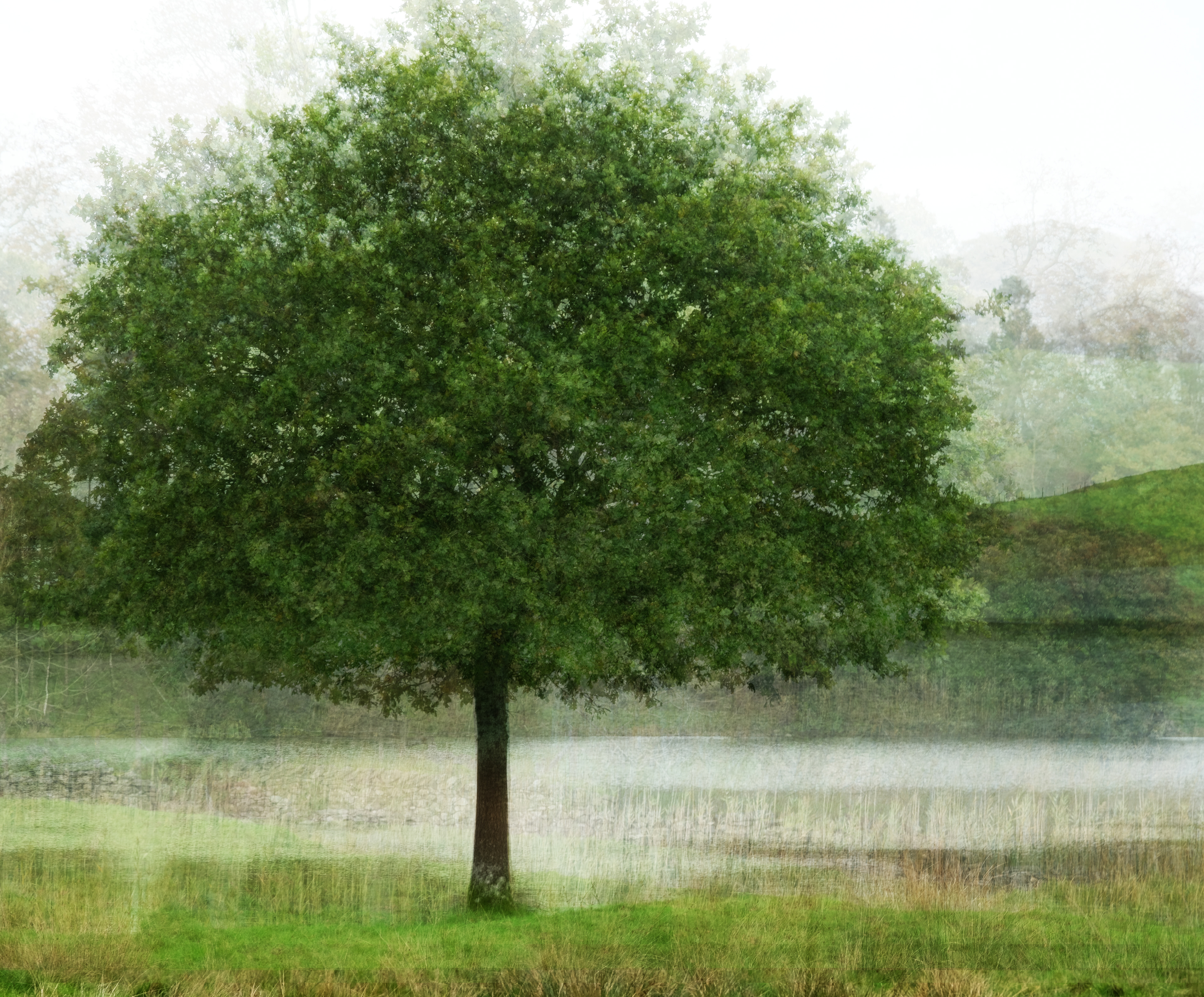 tarn tree #2