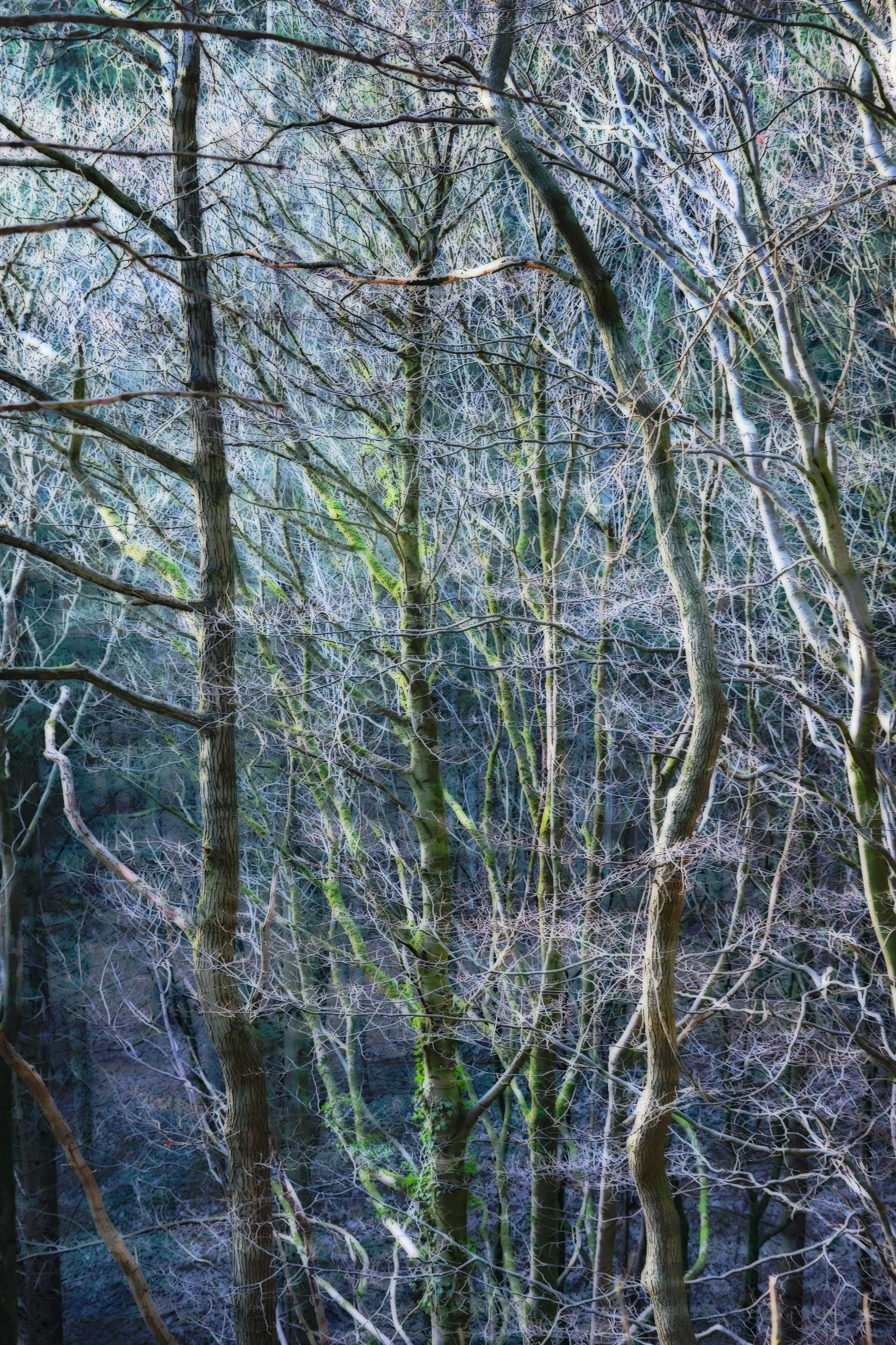 derbyshire woods winter
