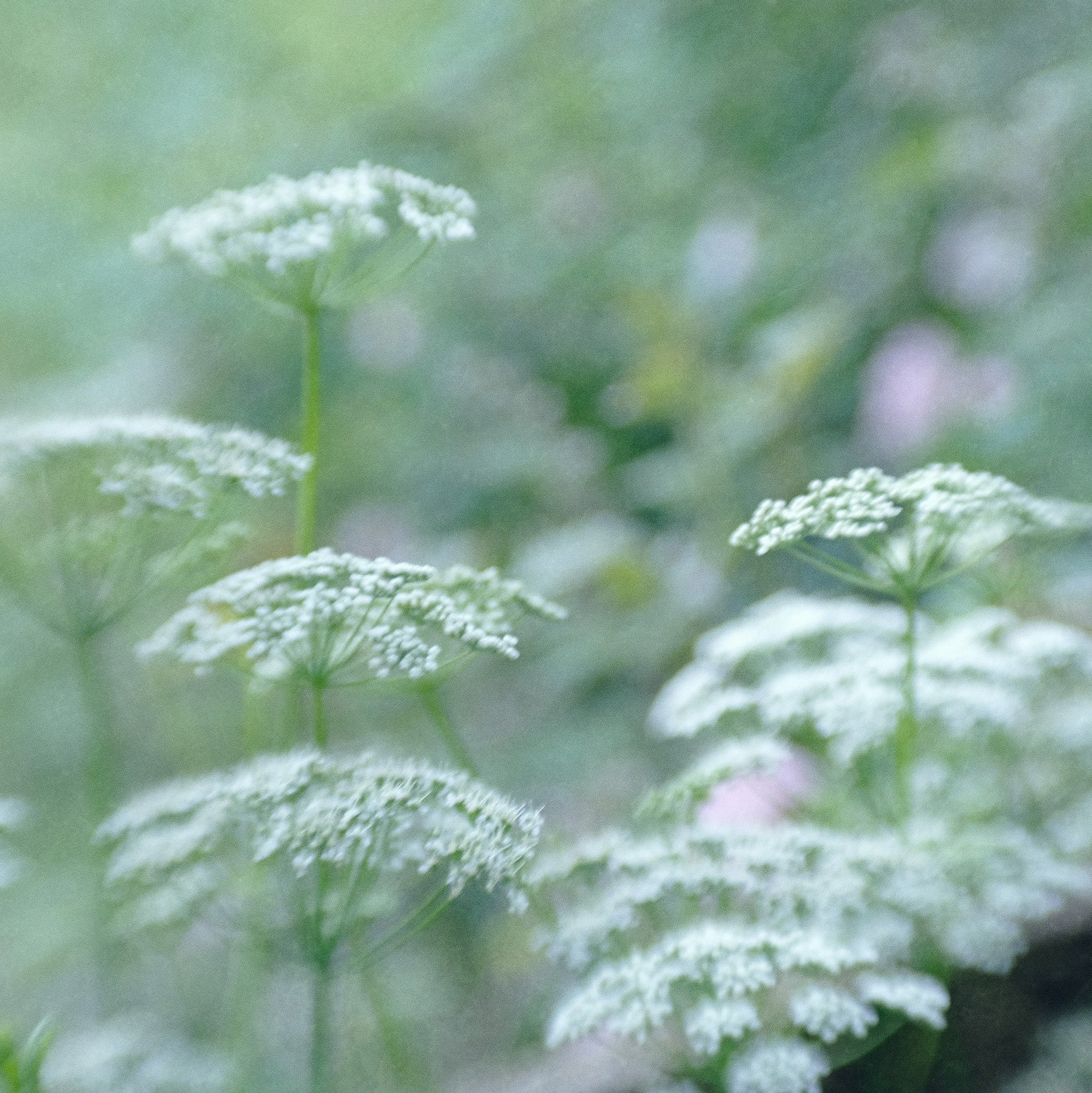 elderflowers
