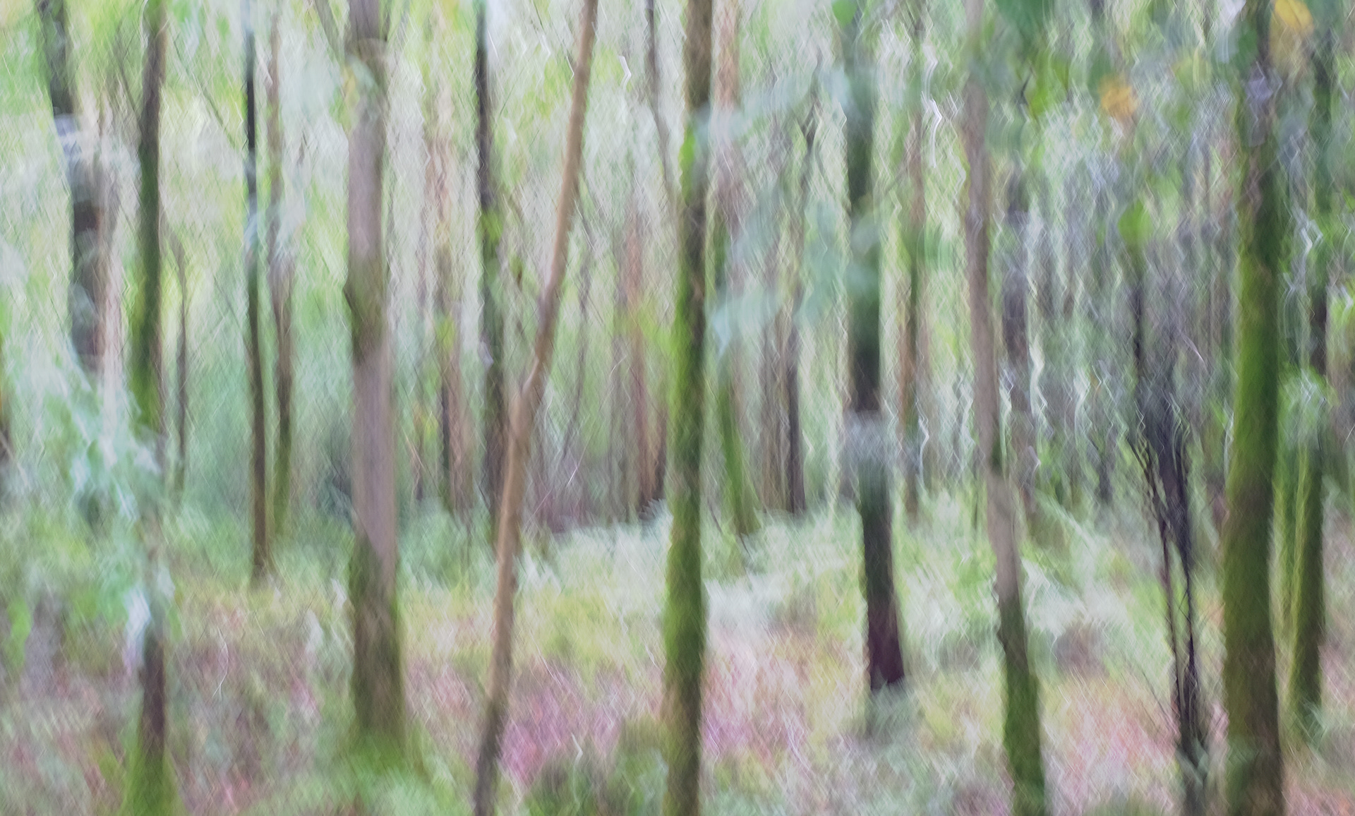 summer birches #1