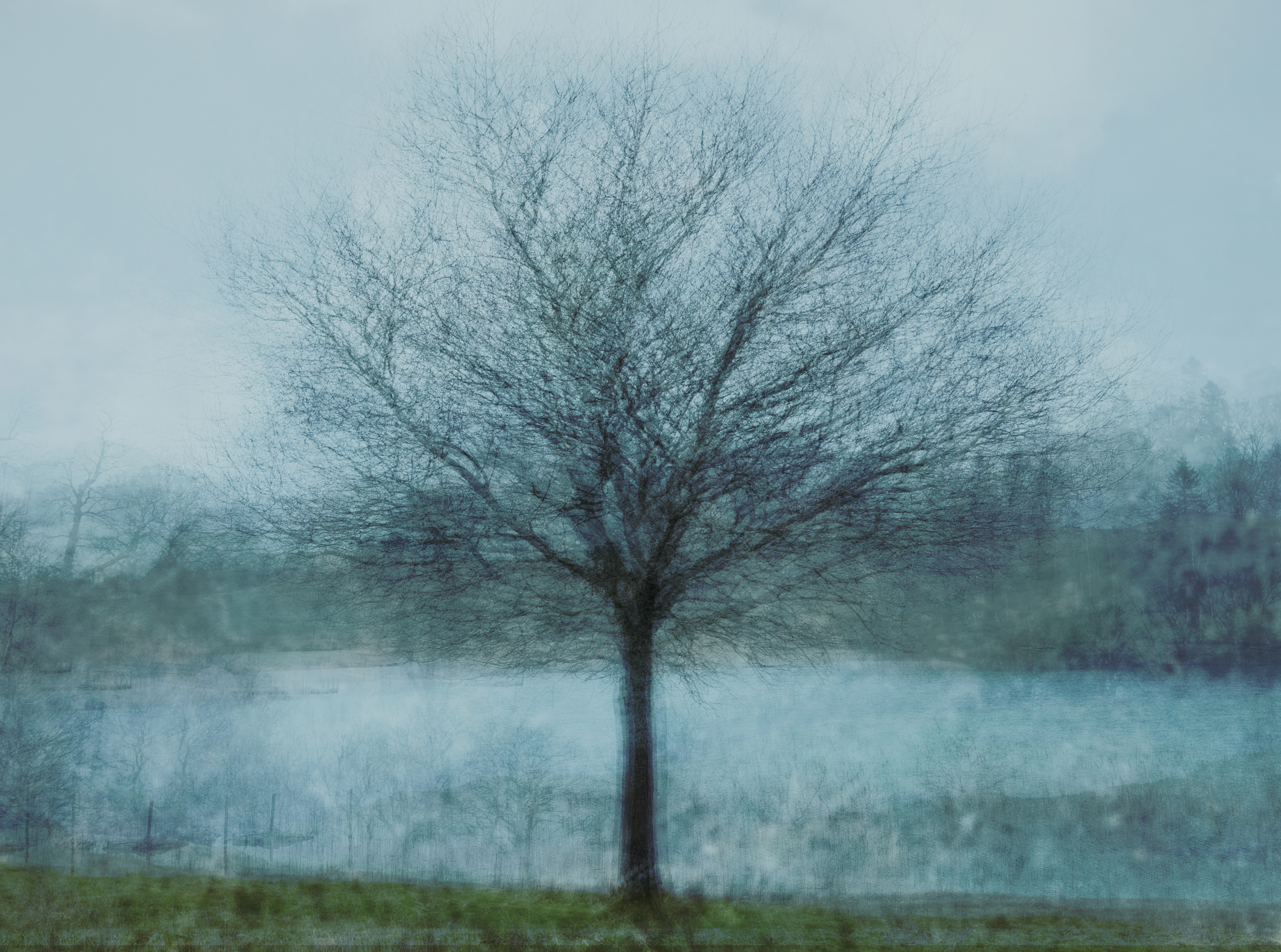 tarn tree #3