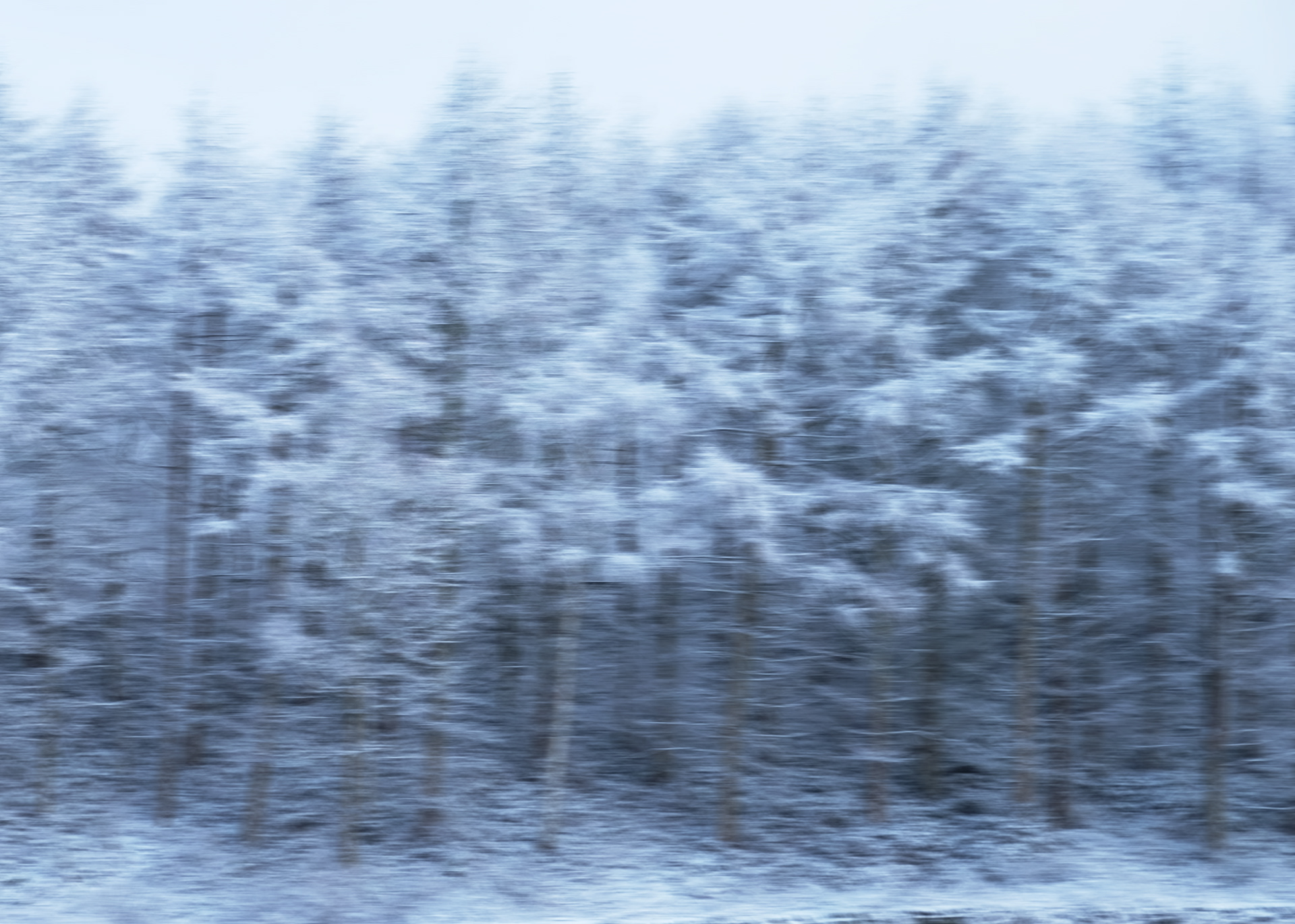 winter larches