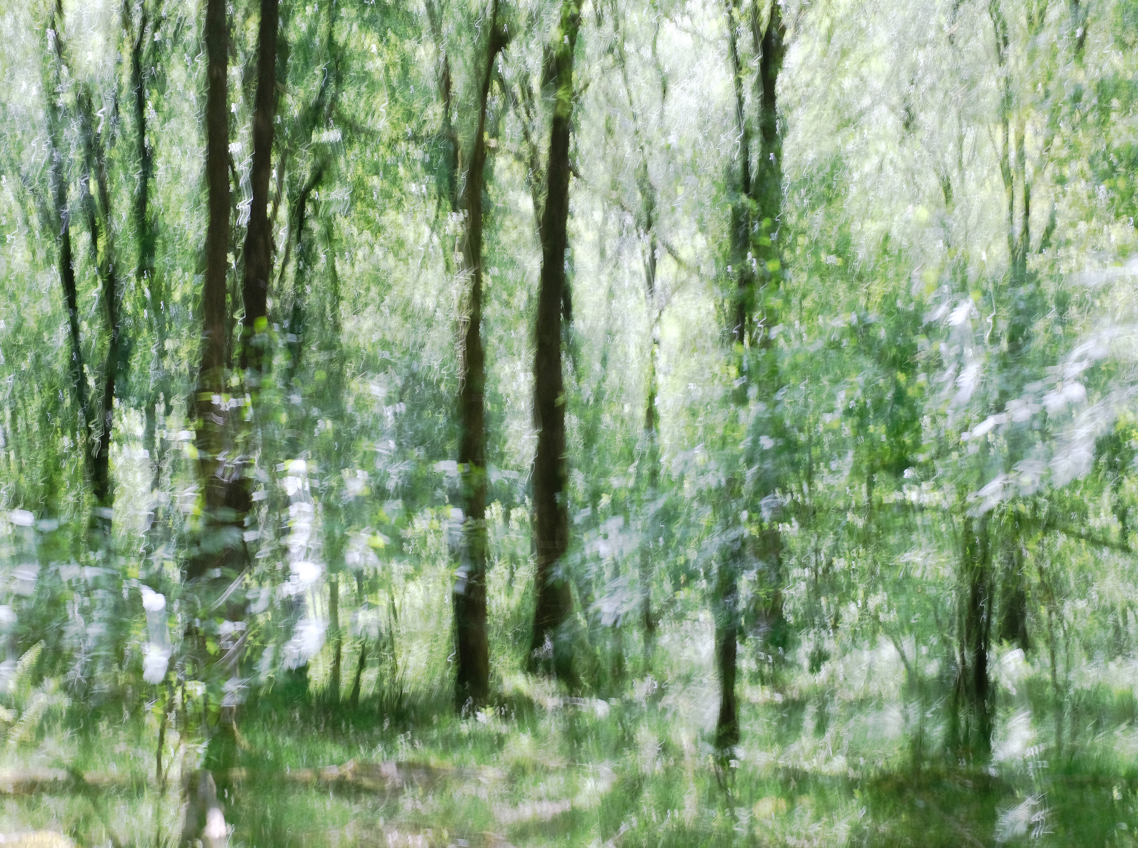 spring birches #1
