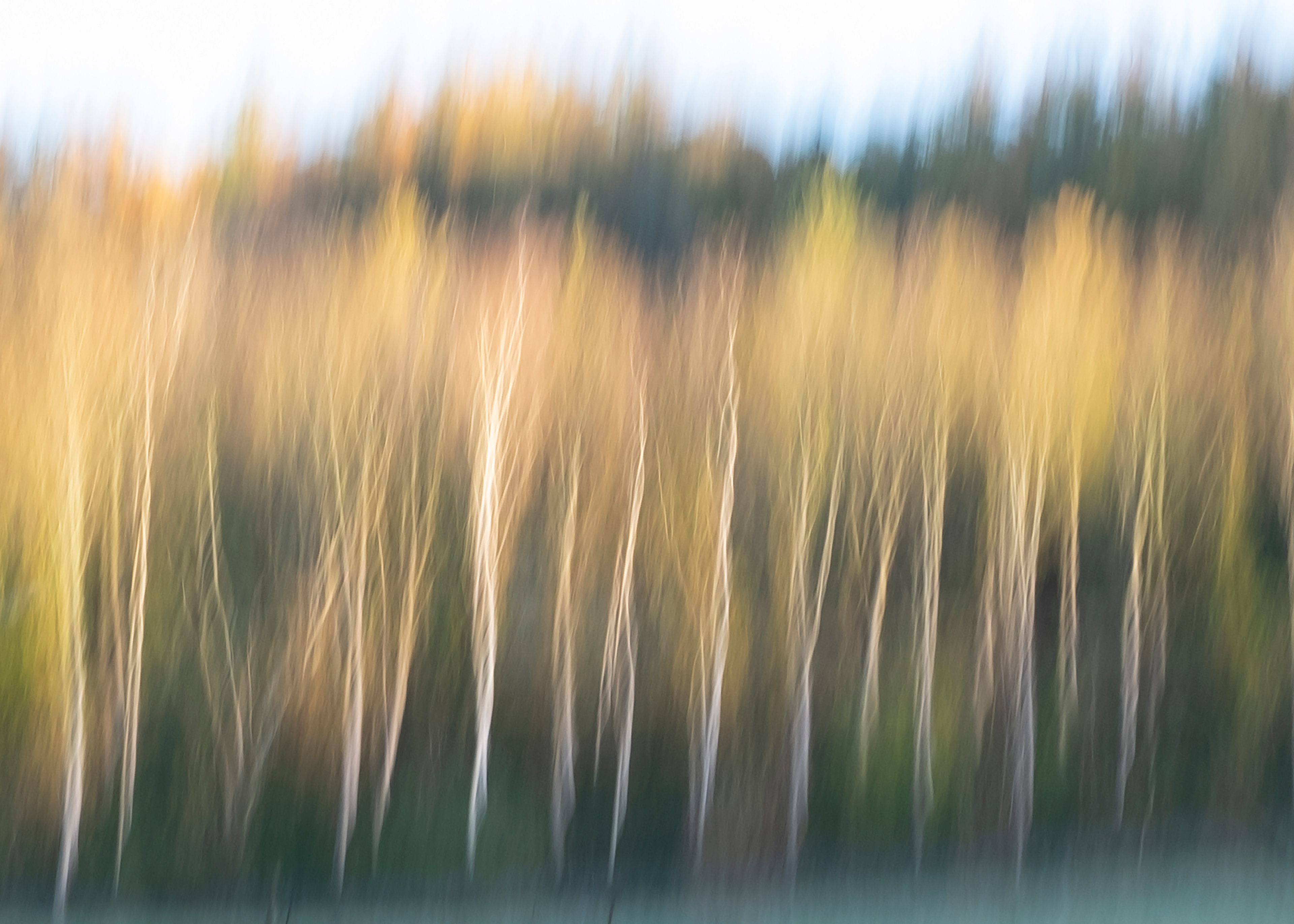 roadside birches autumn