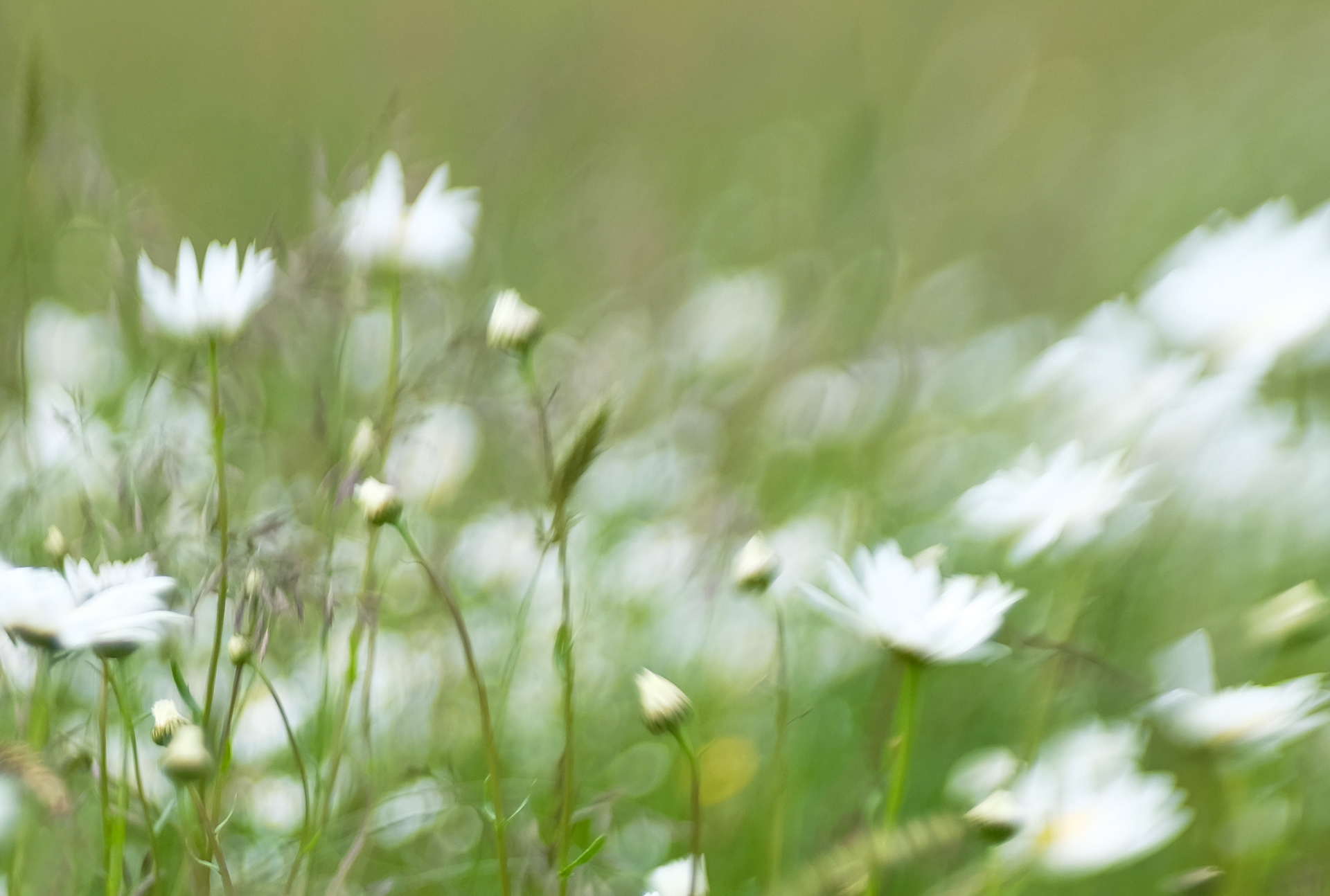 oxeye daisies #1