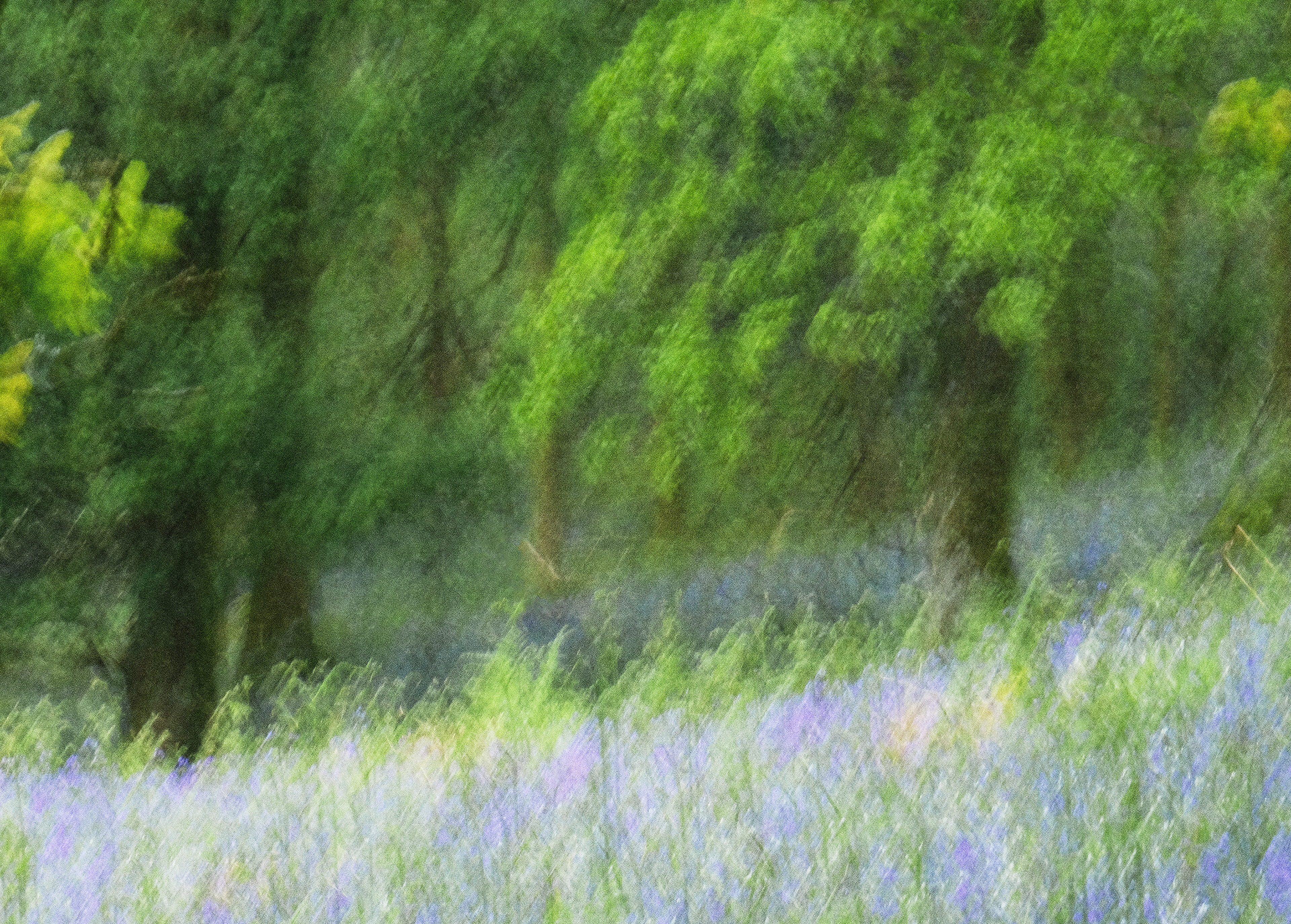 bluebell woods #5