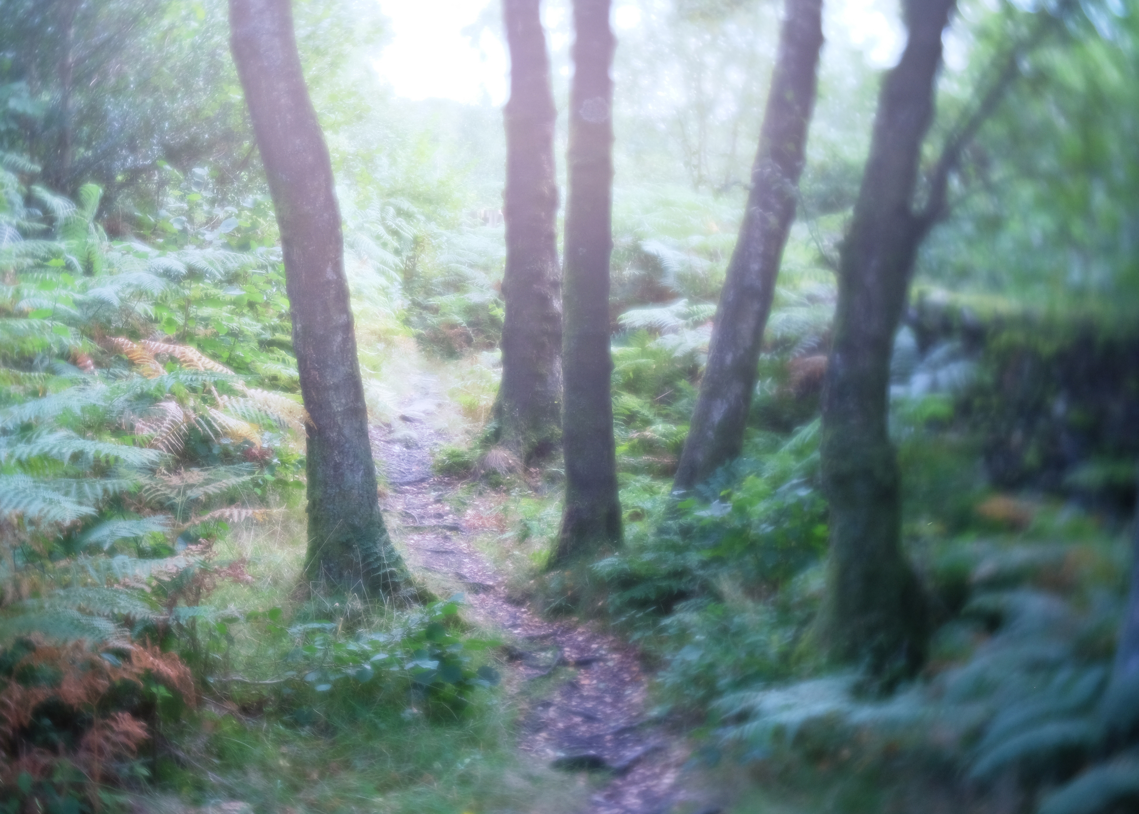 haverthwaite heights quintet autumn