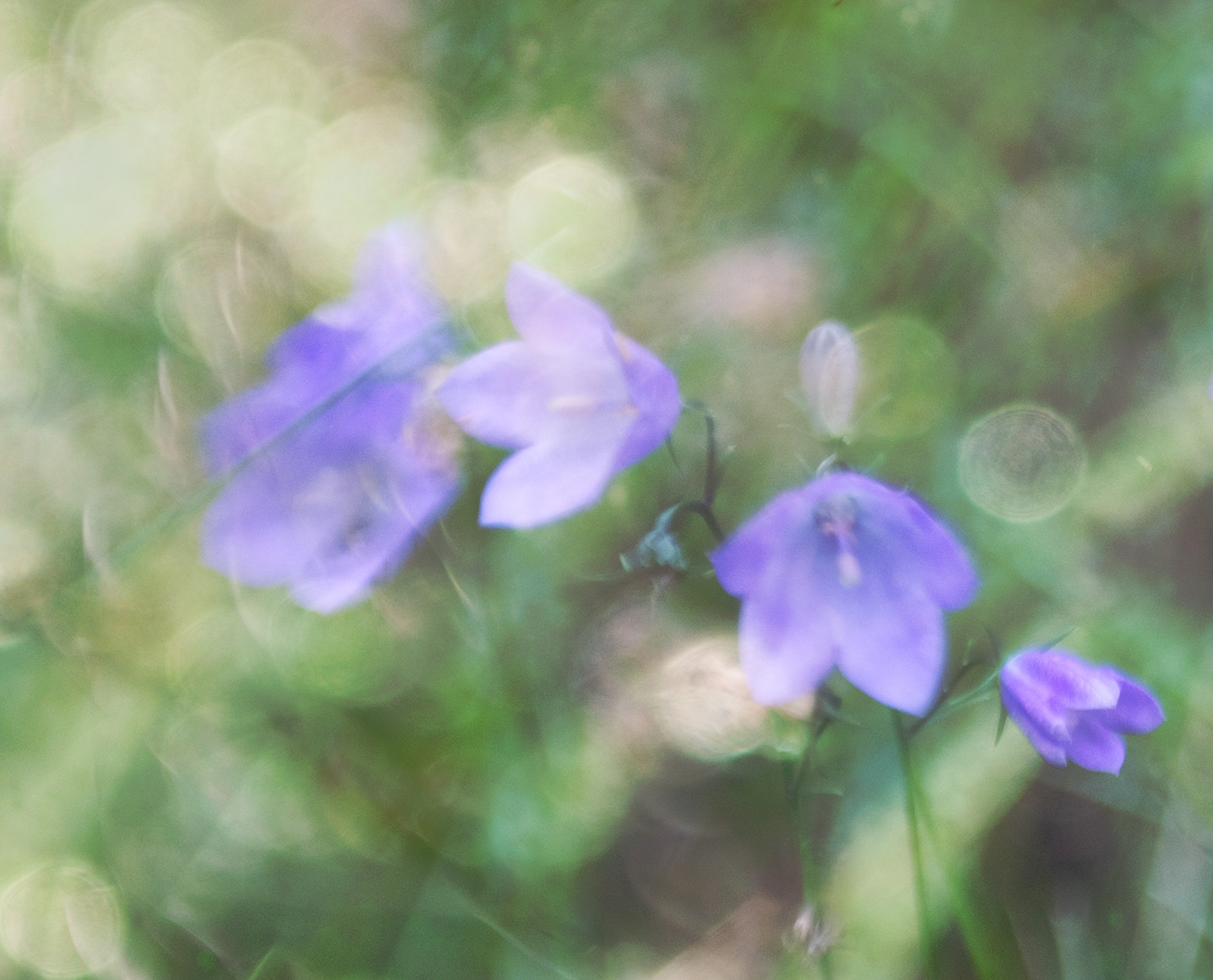 harebells #2