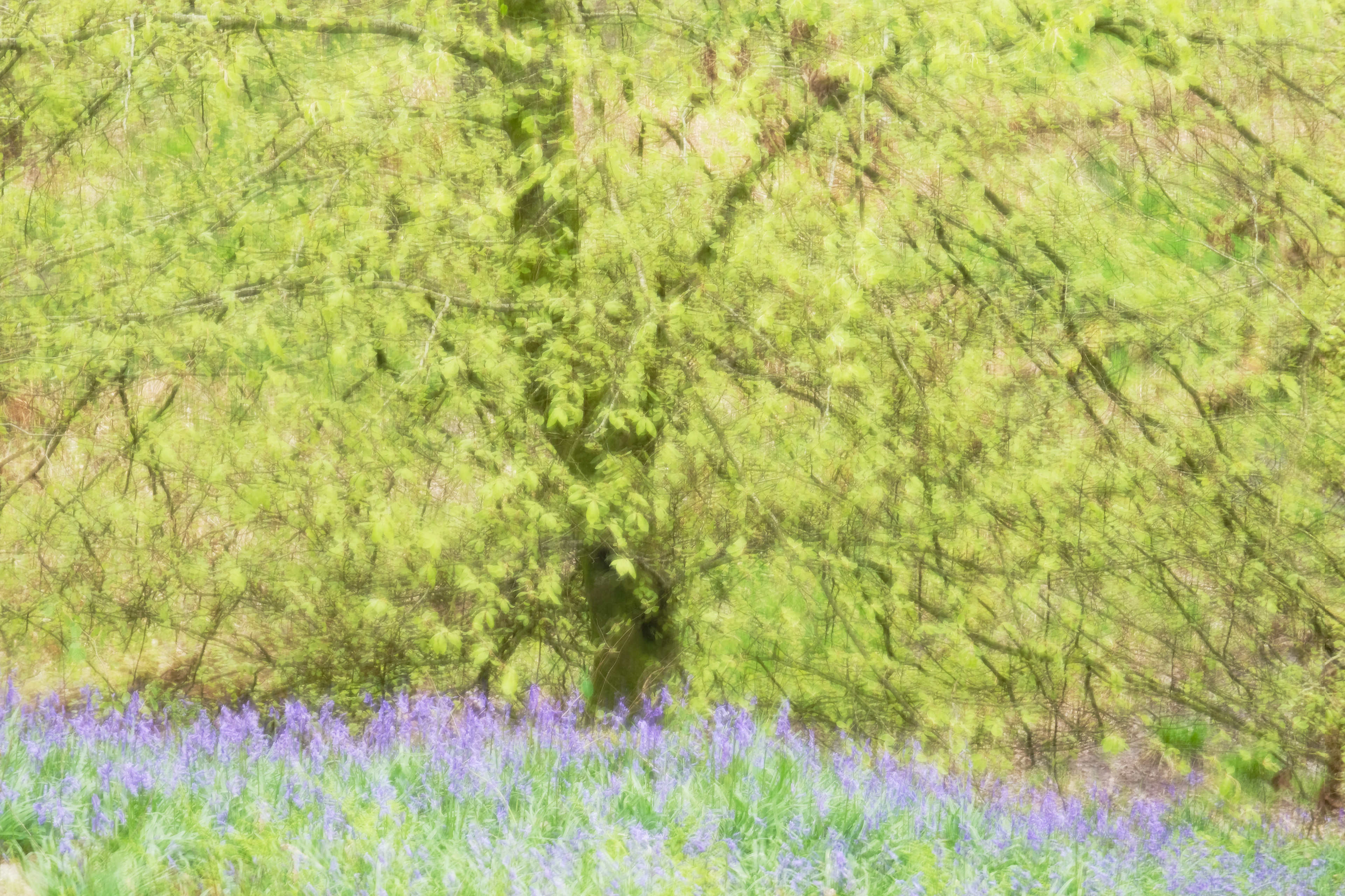 bluebell woods #3