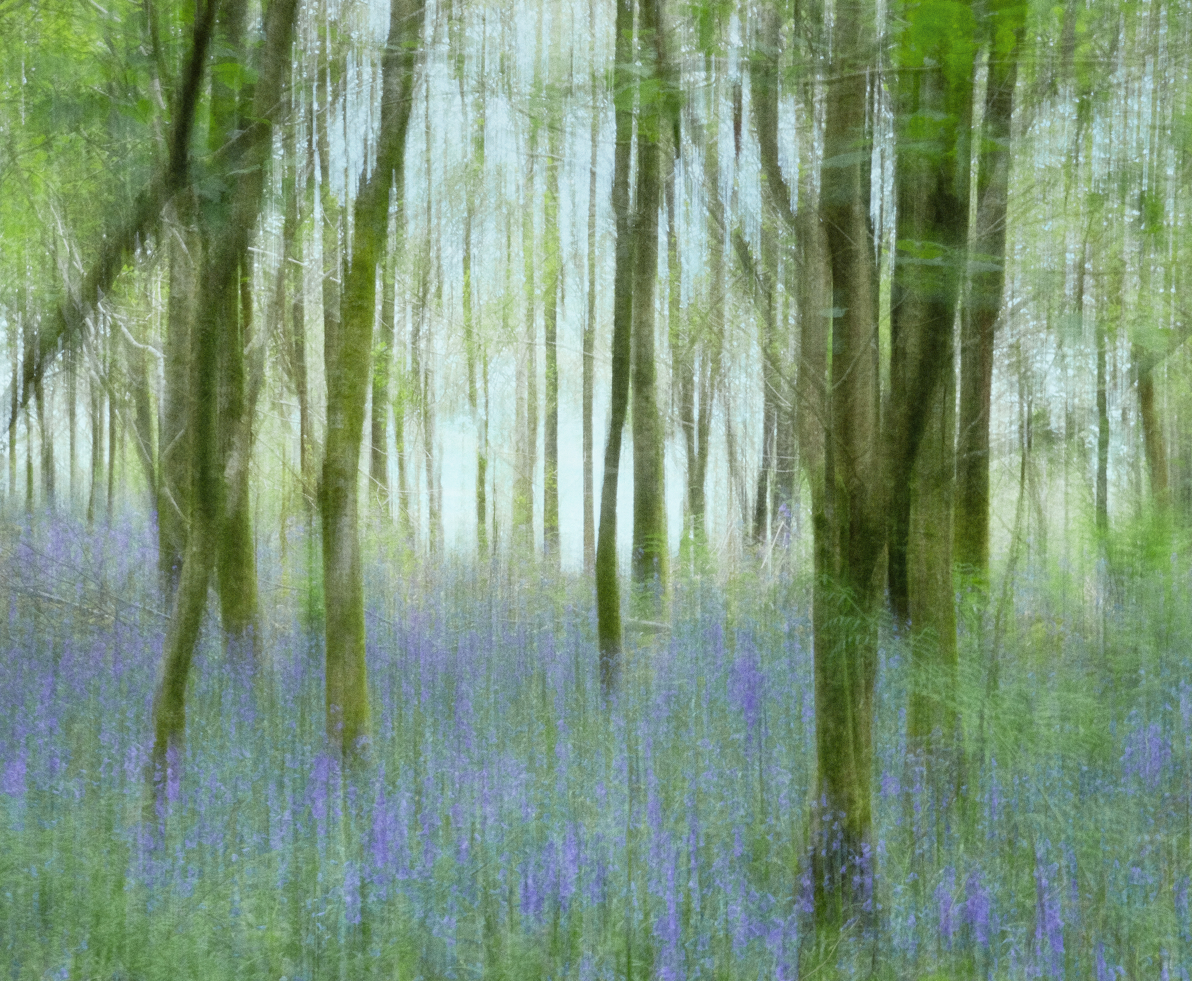 bluebell woods #4