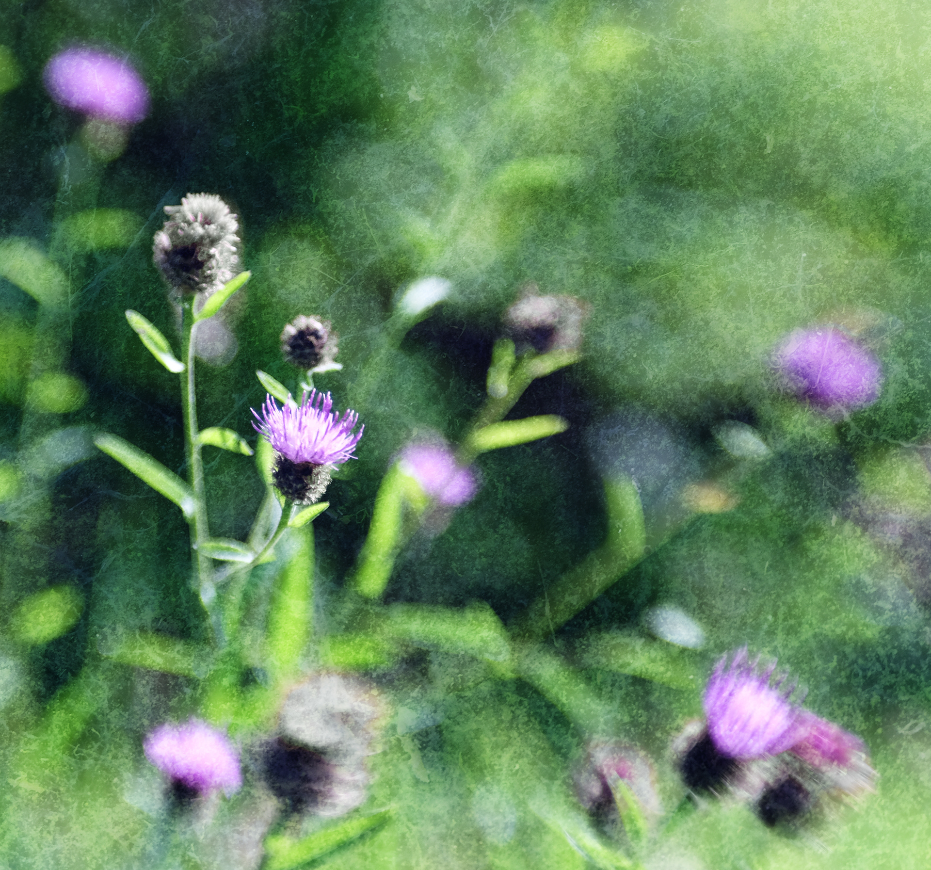 knapweed