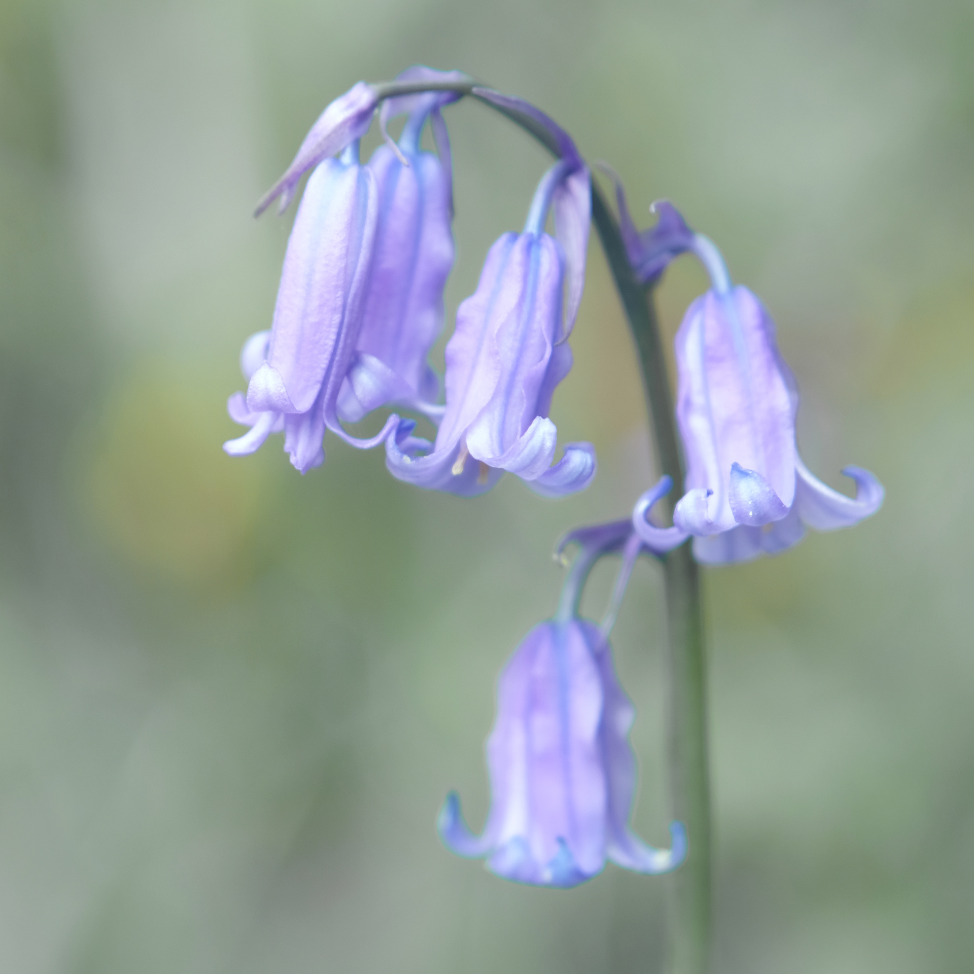 bluebell #2