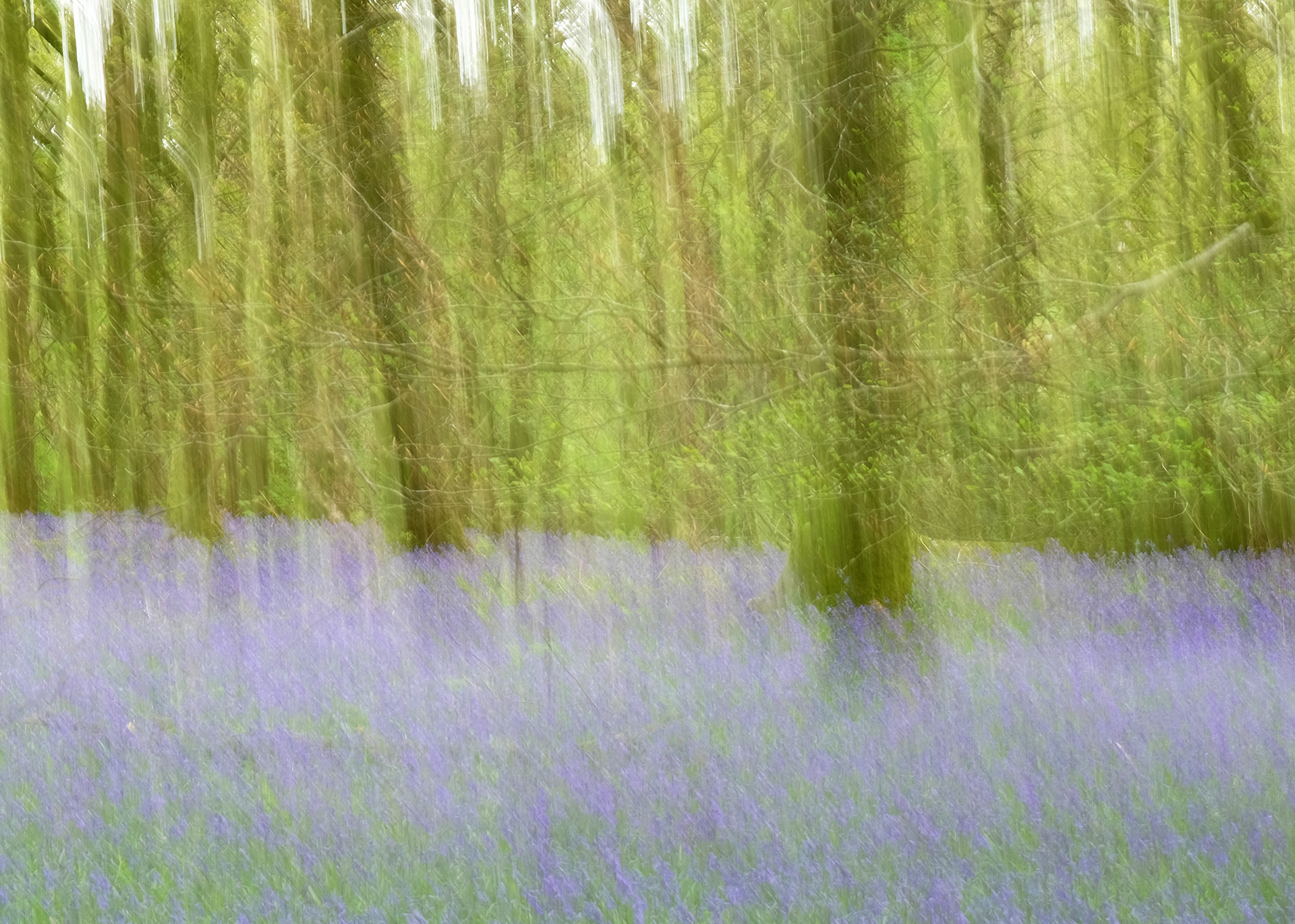 bluebell woods #10