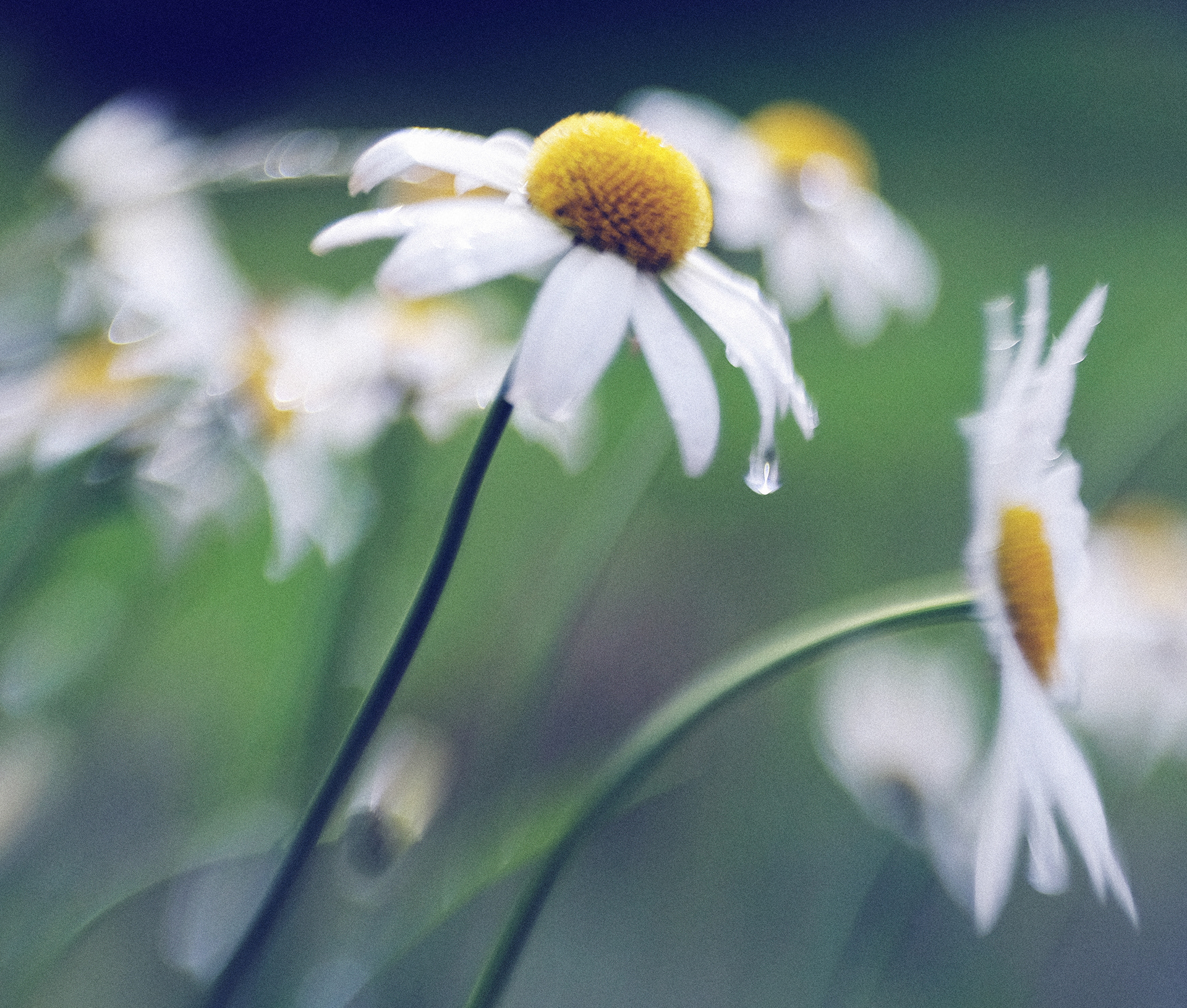 oxeye daisy in the rain