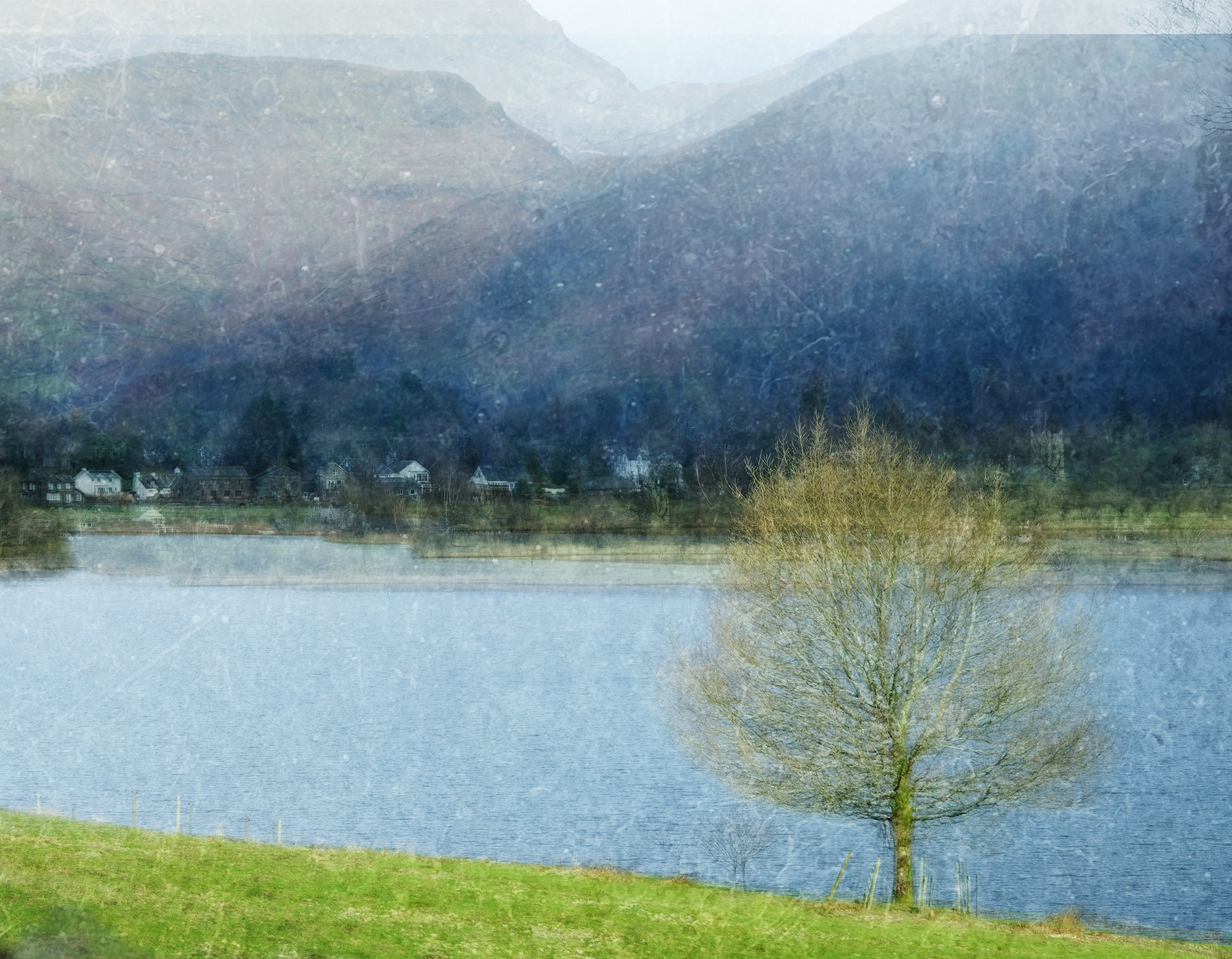 grasmere little tree #1