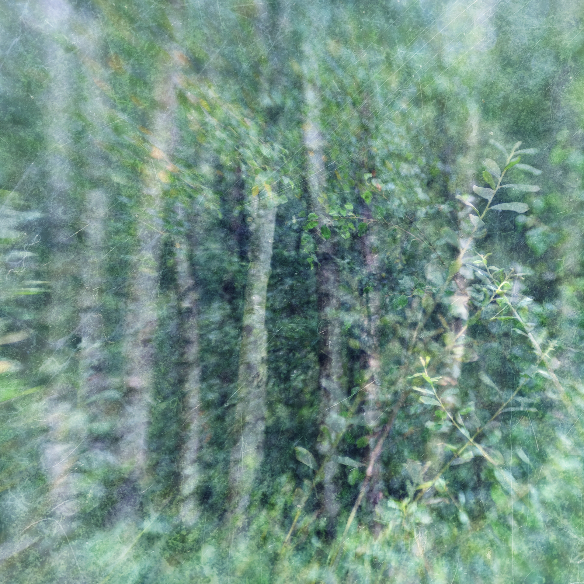 summer birches #4