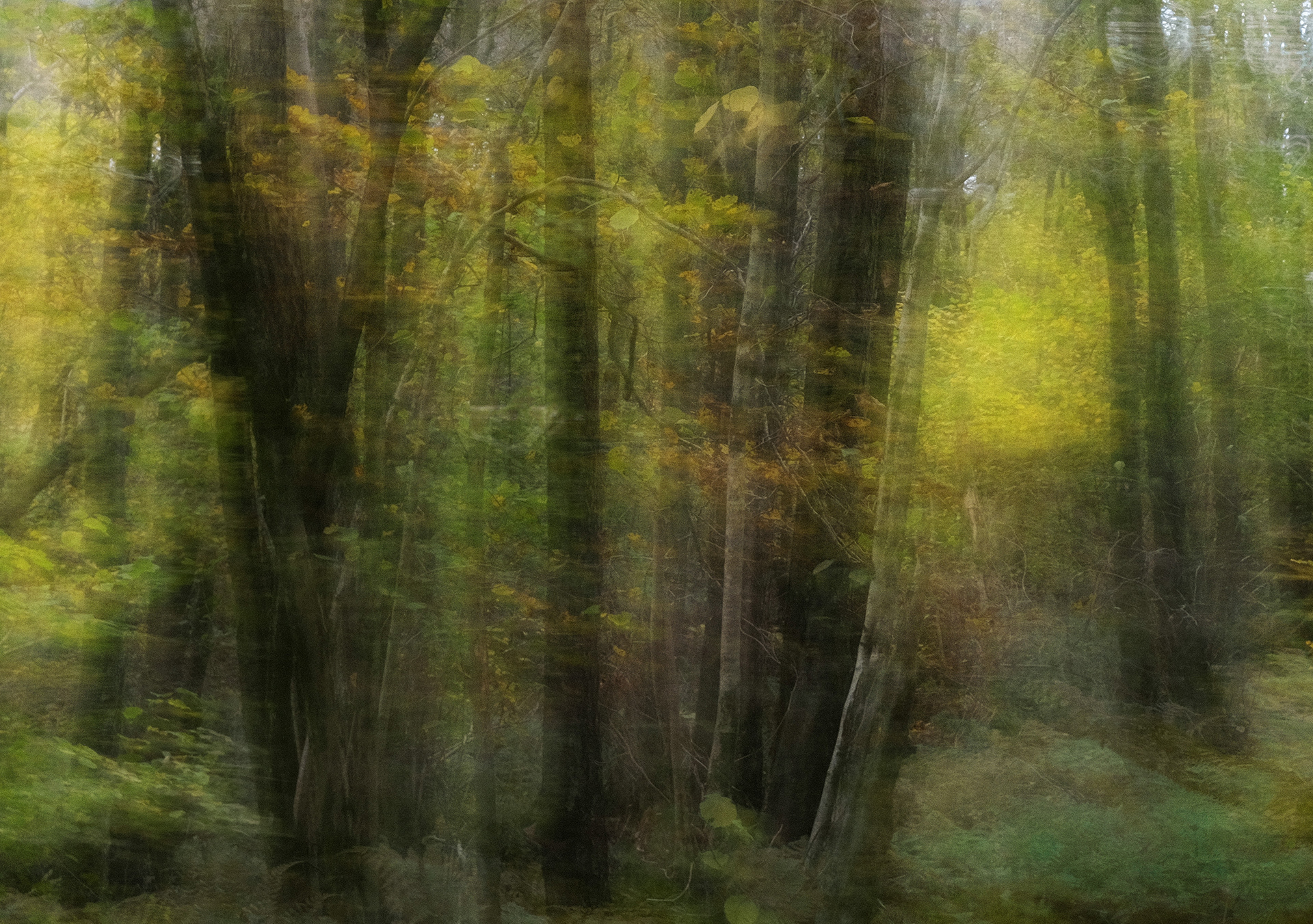 autumn beeches #4