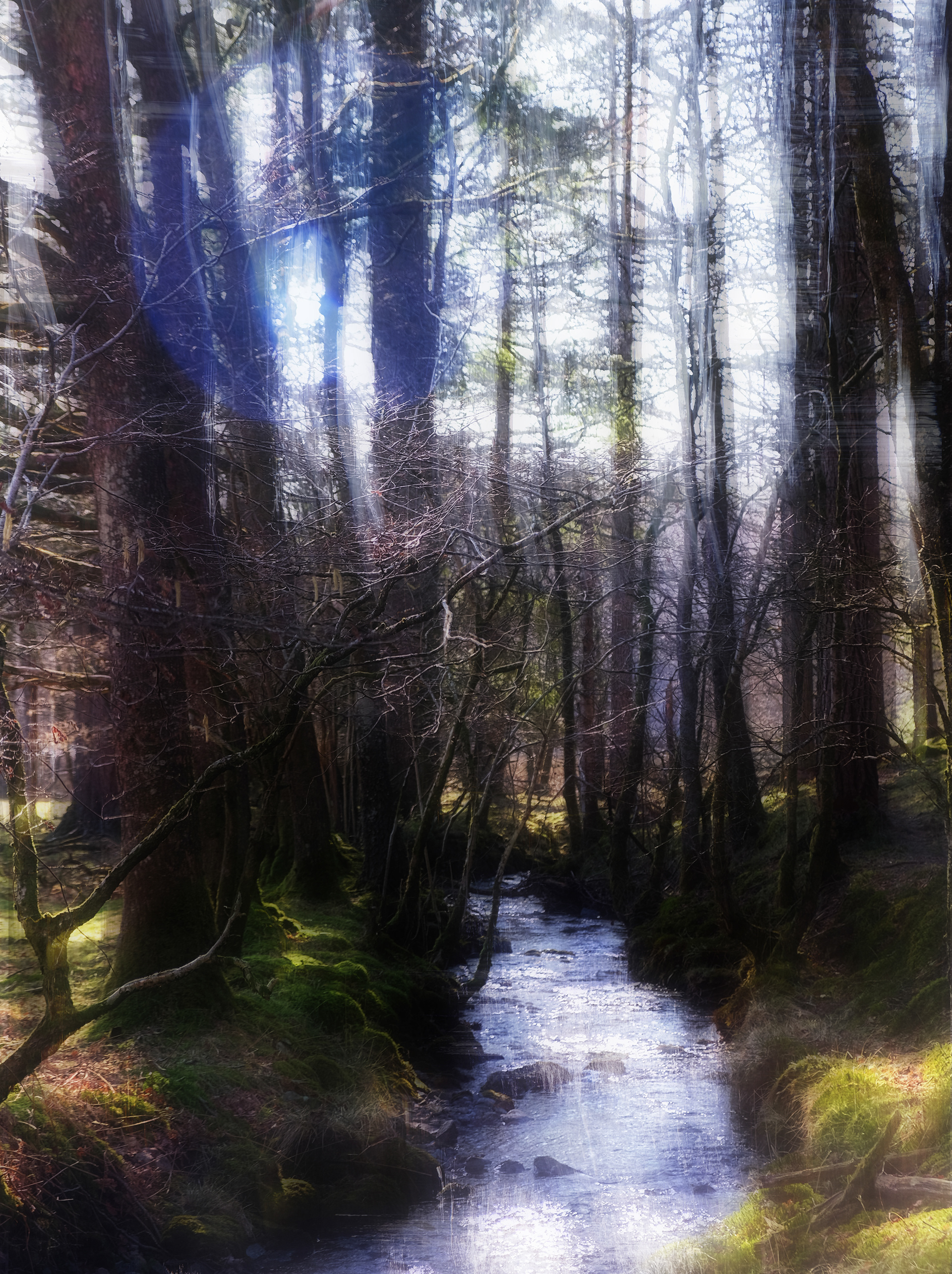 stream in the woods #2