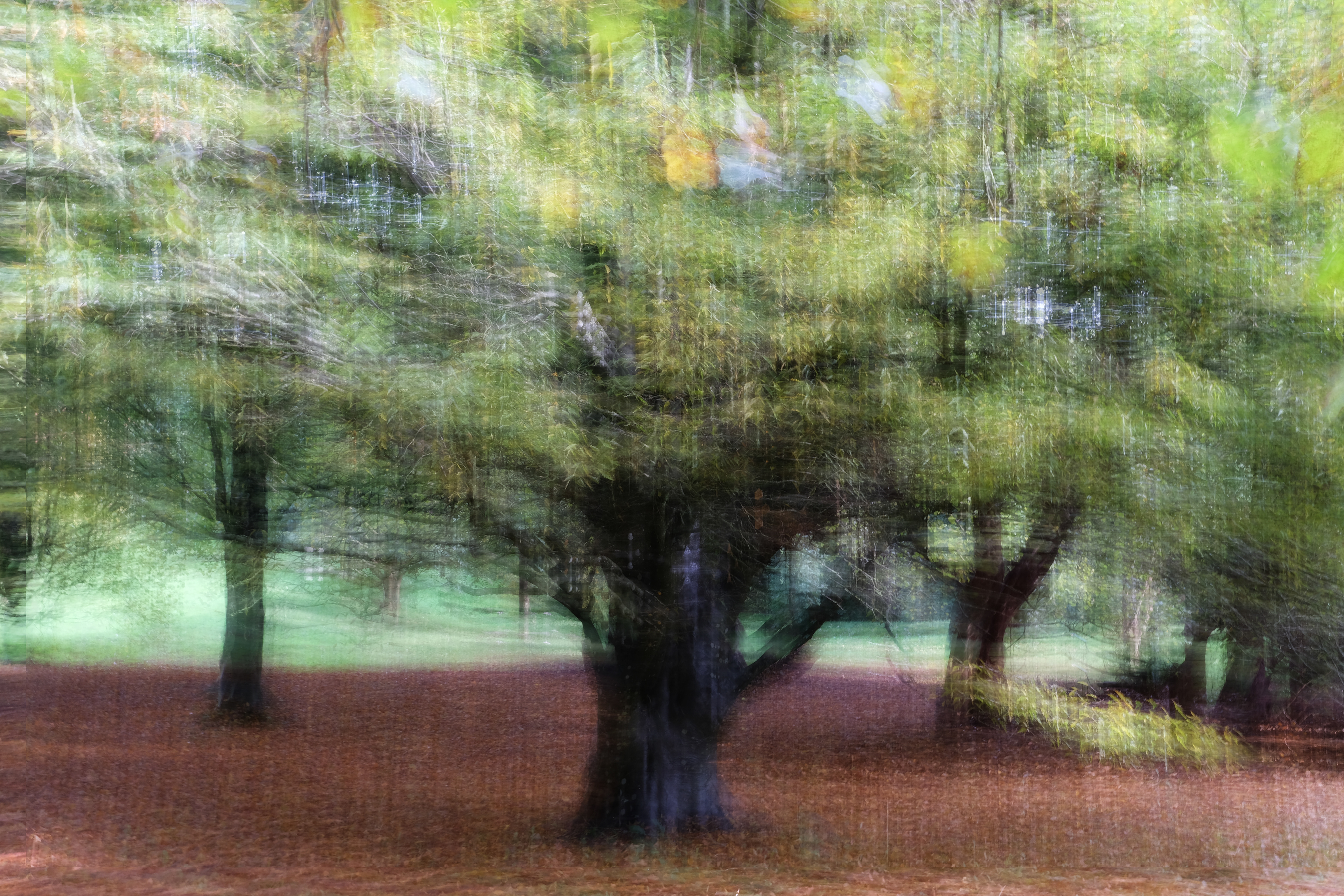 fern leaved beech #3