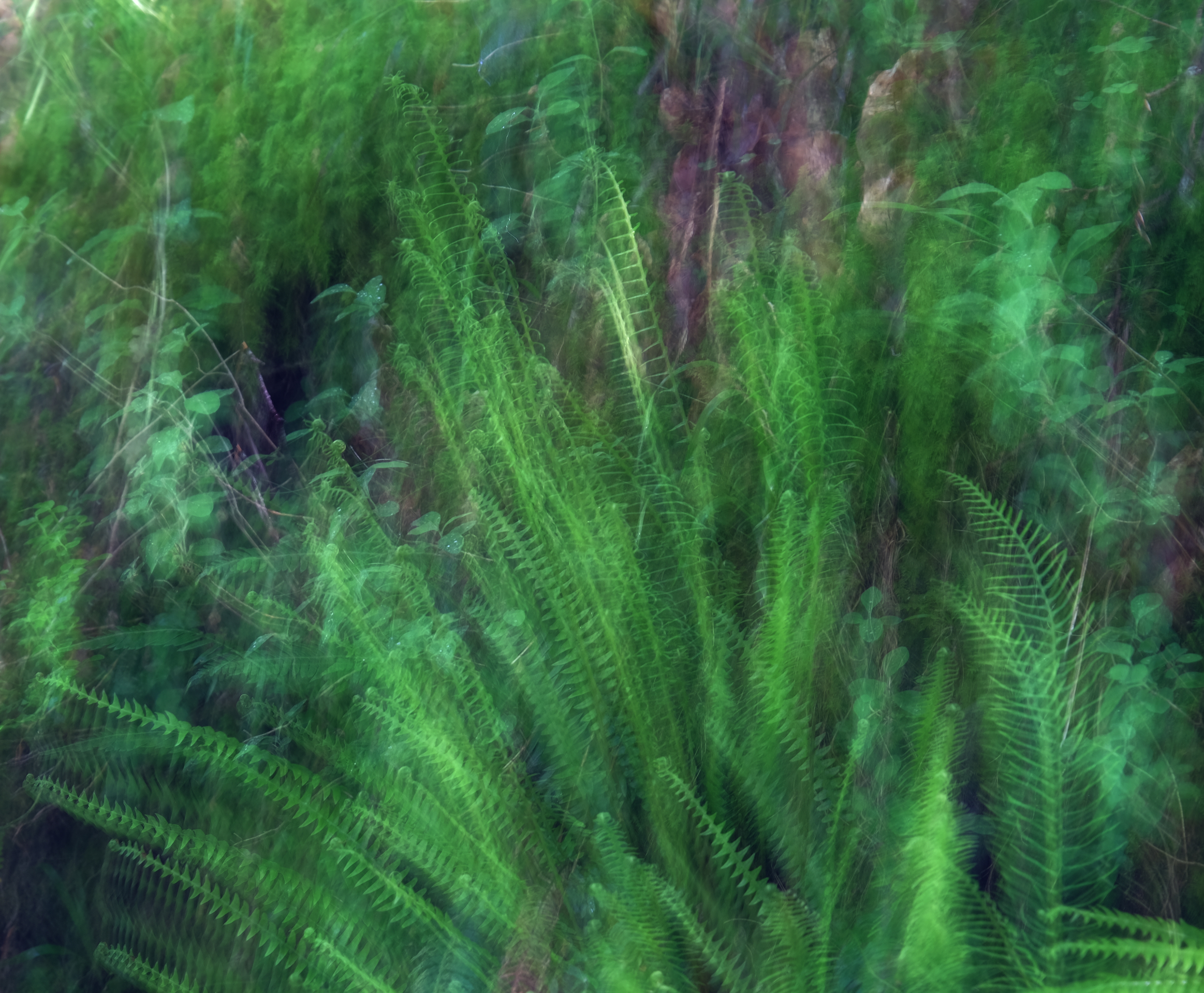 ferns