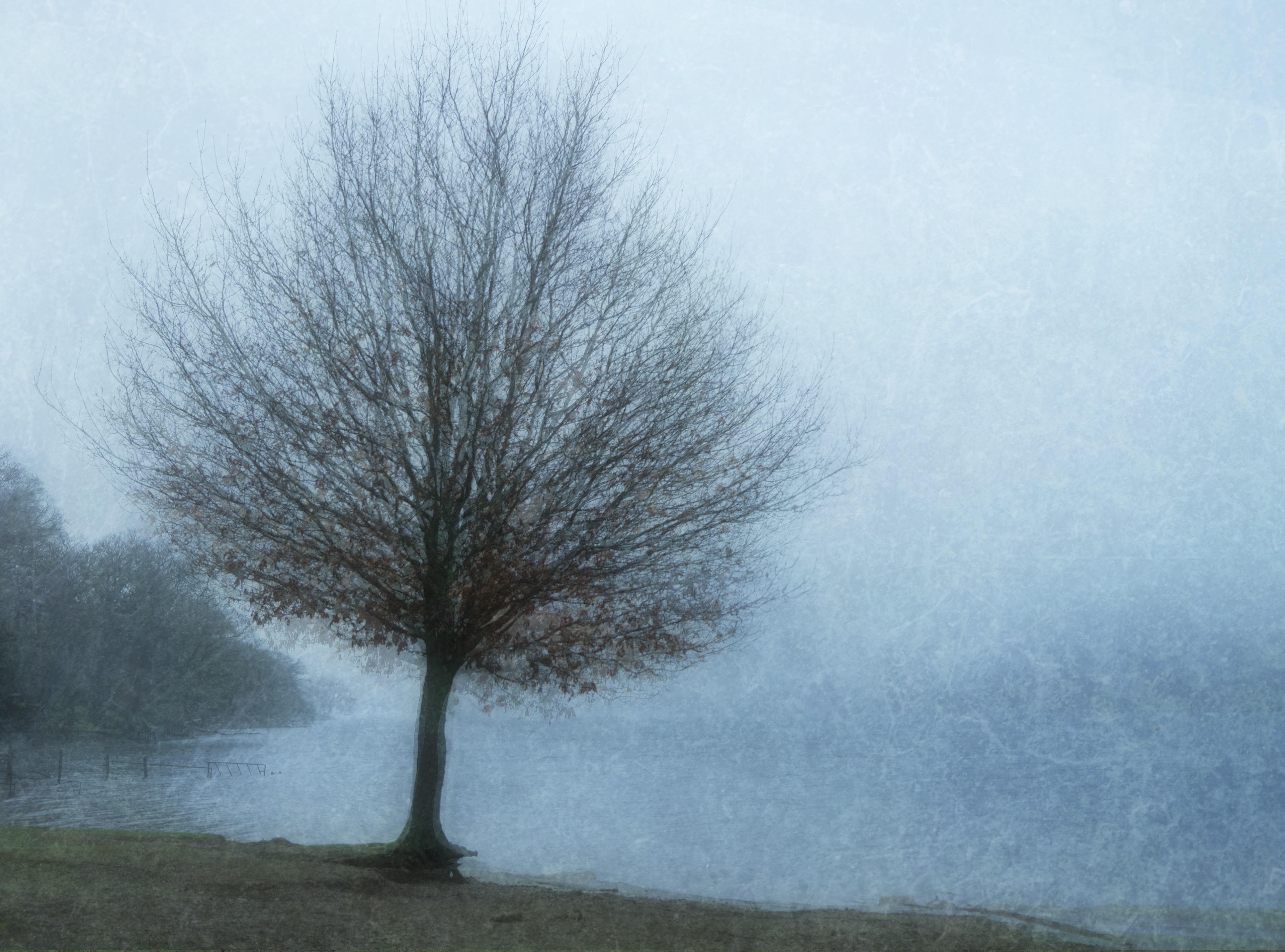 coniston tree