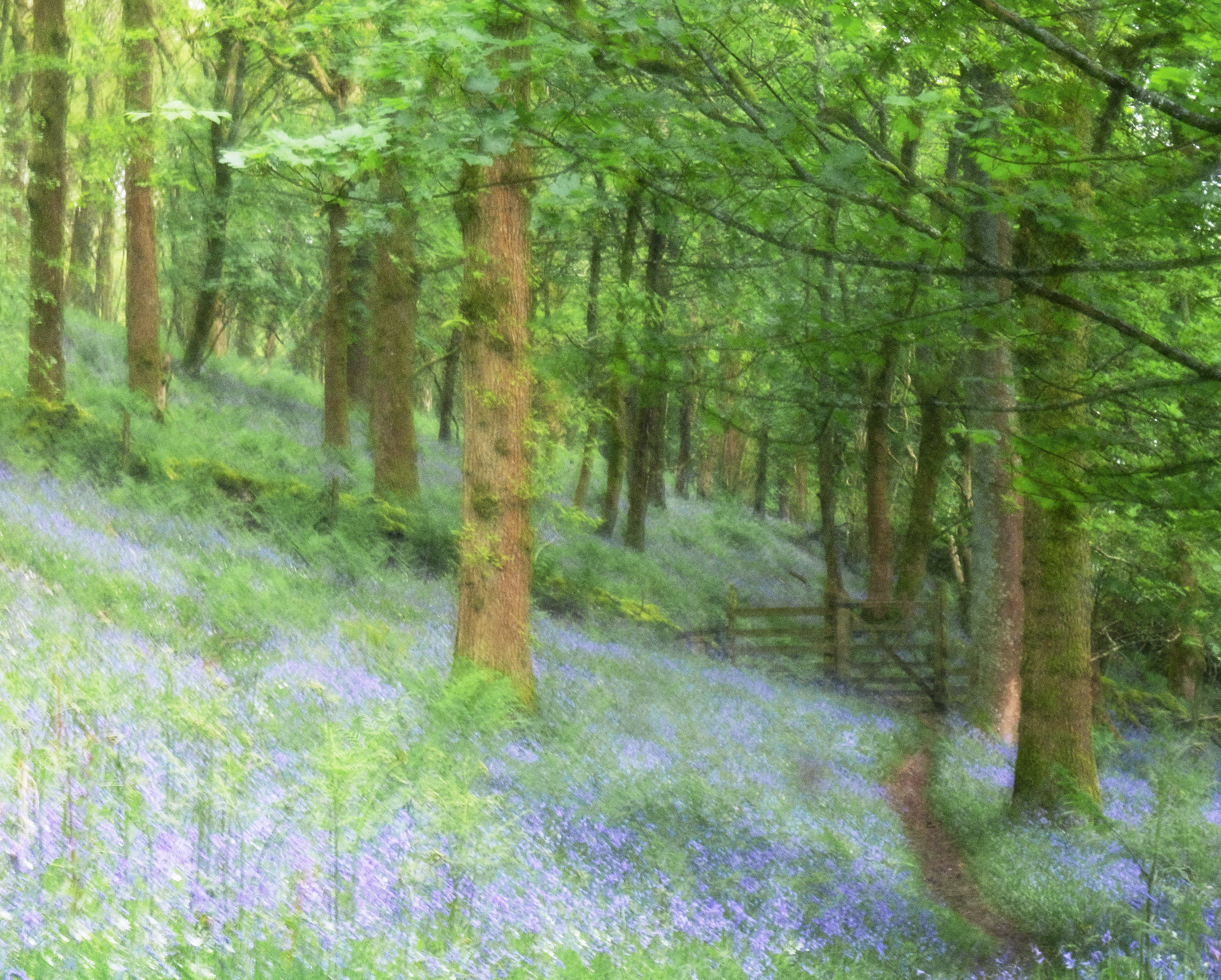 bluebell woods #6