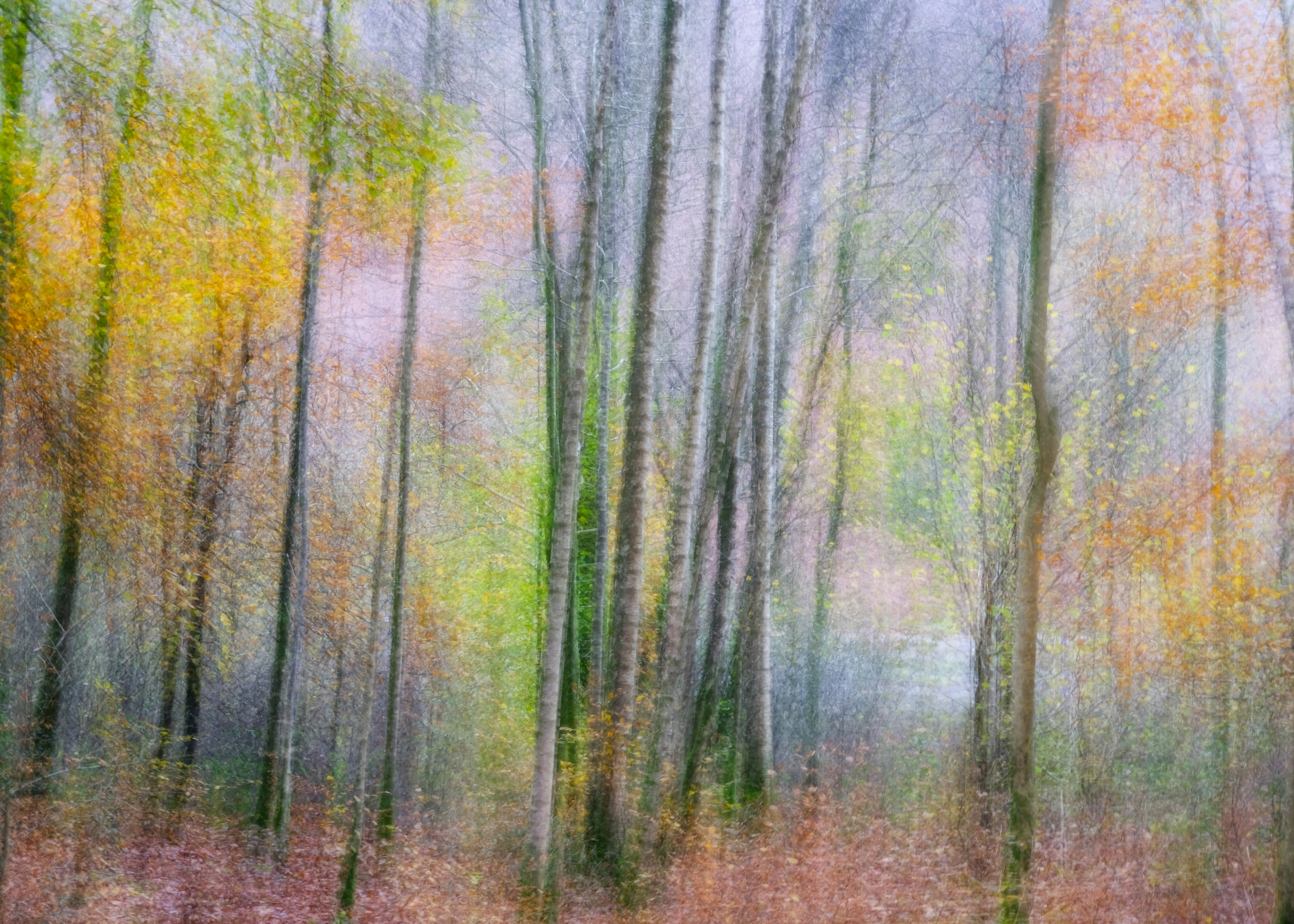 Penny Rock Woods autumn #2