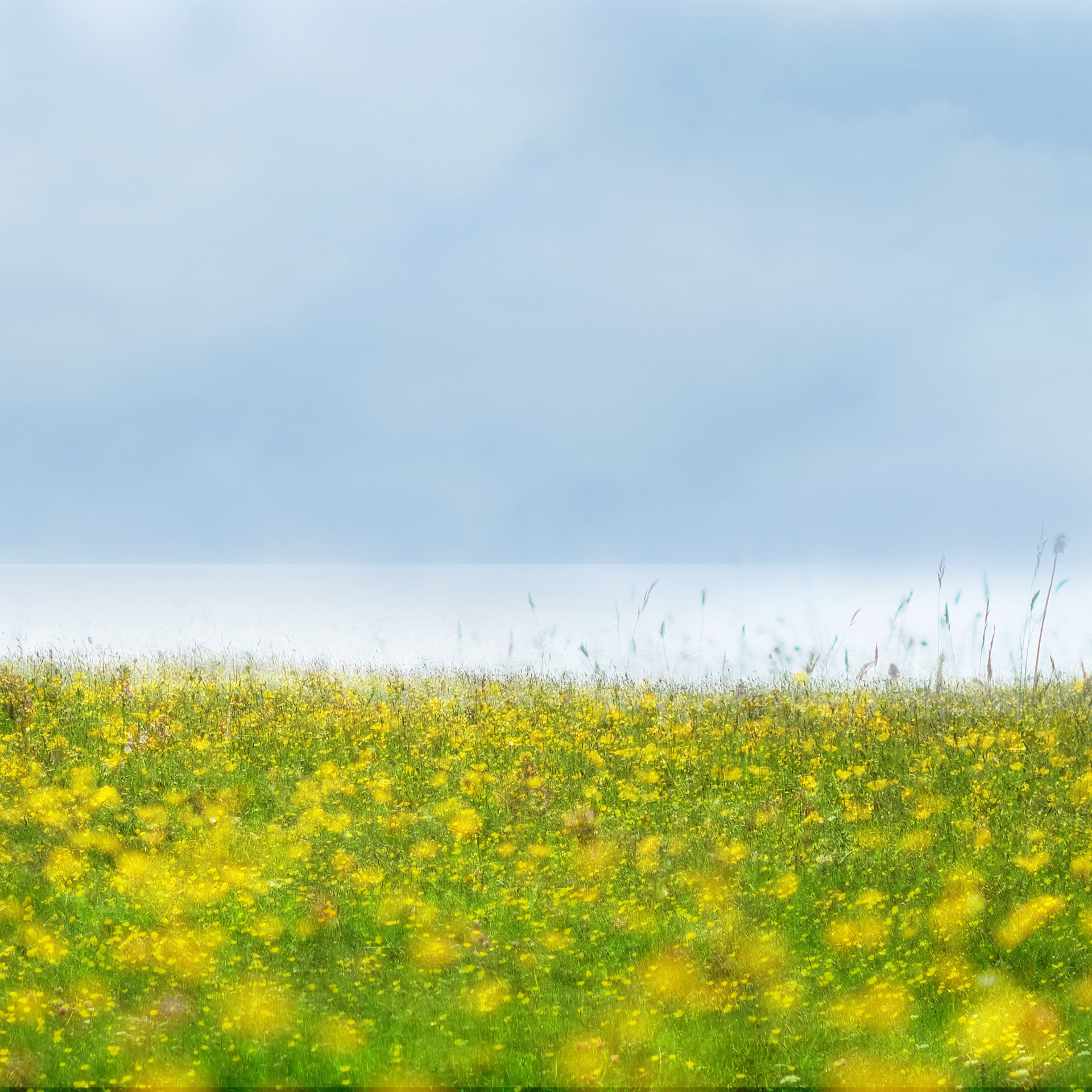 buttercups and sea