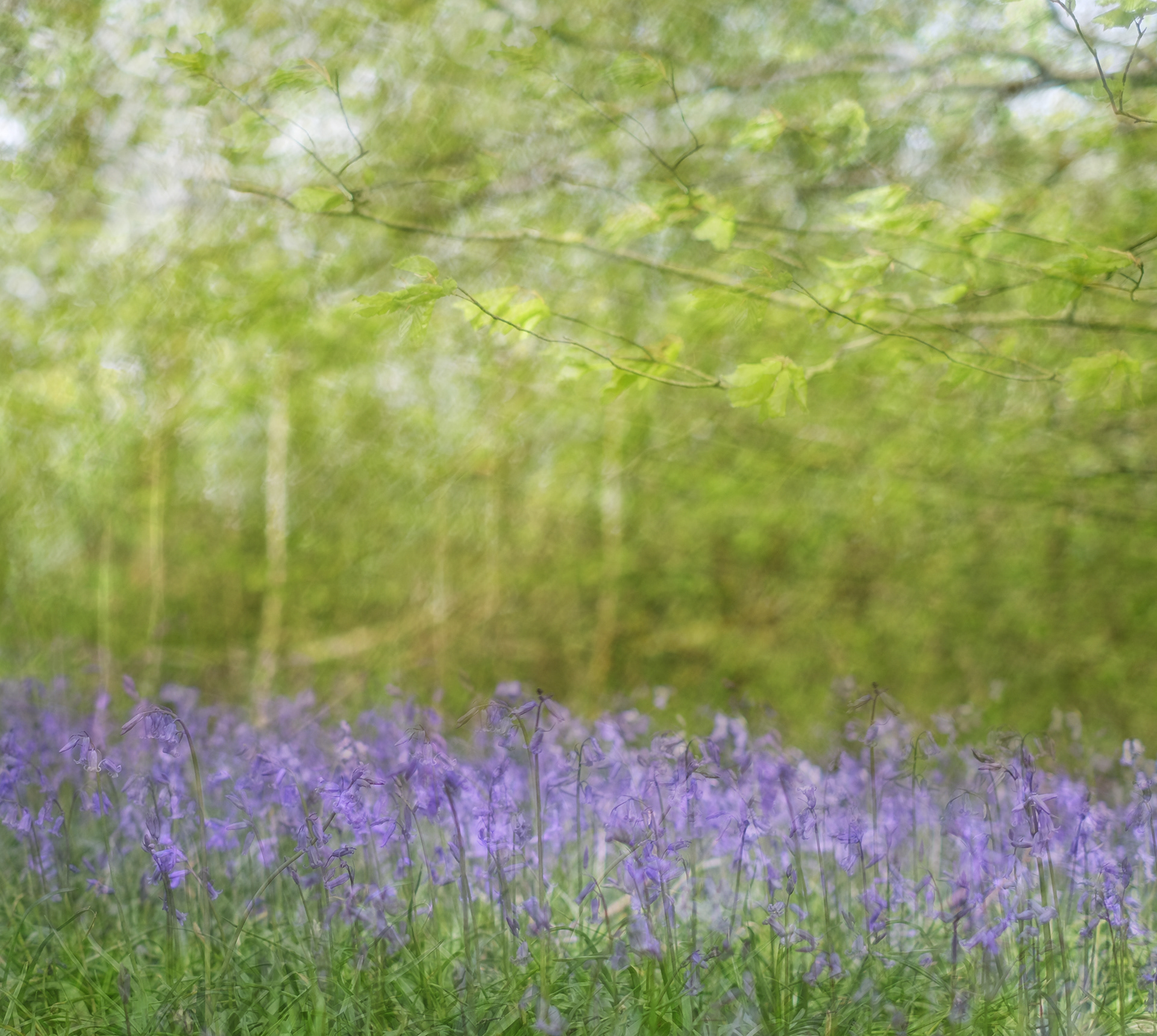 bluebell woods #12