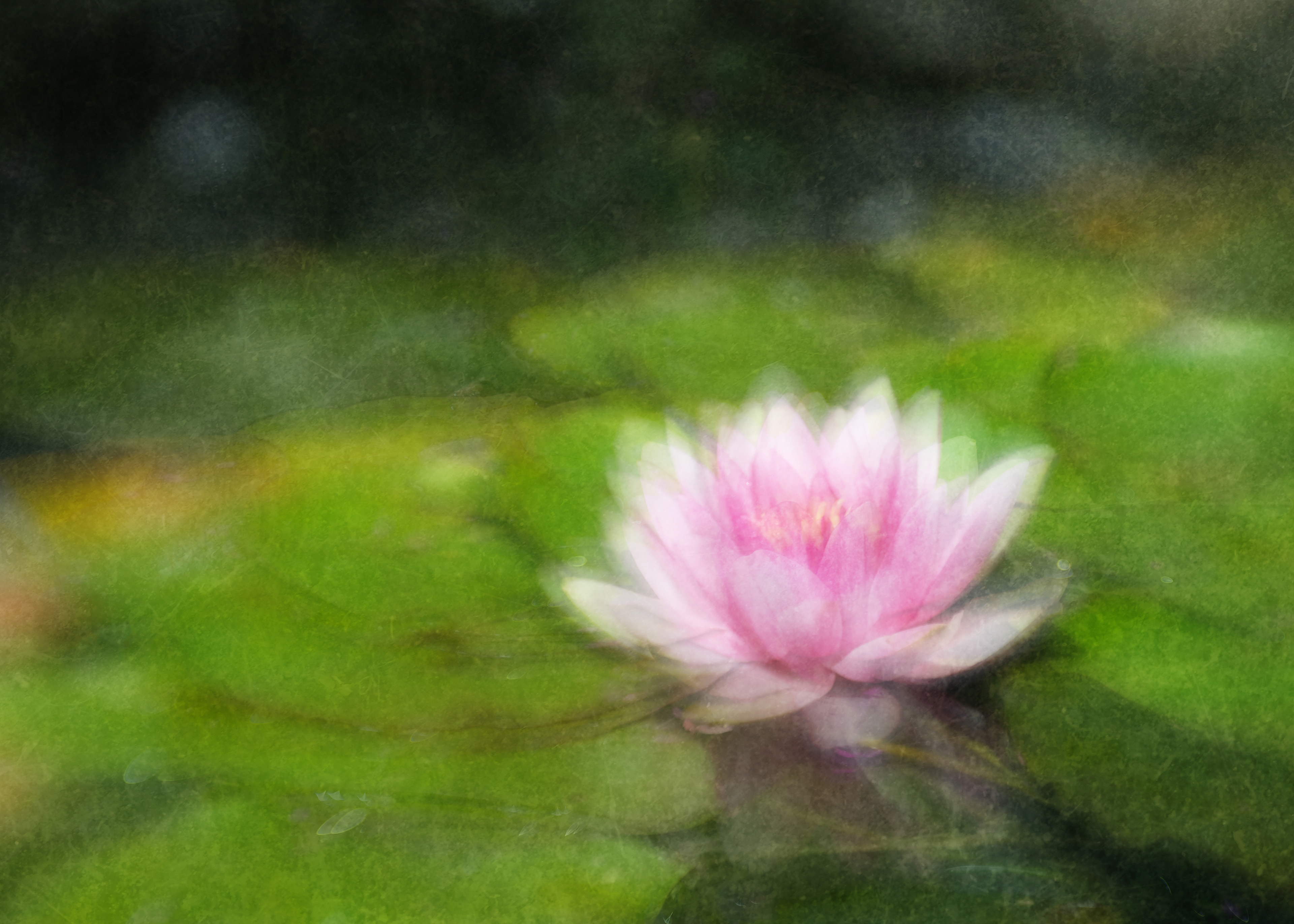 water lily