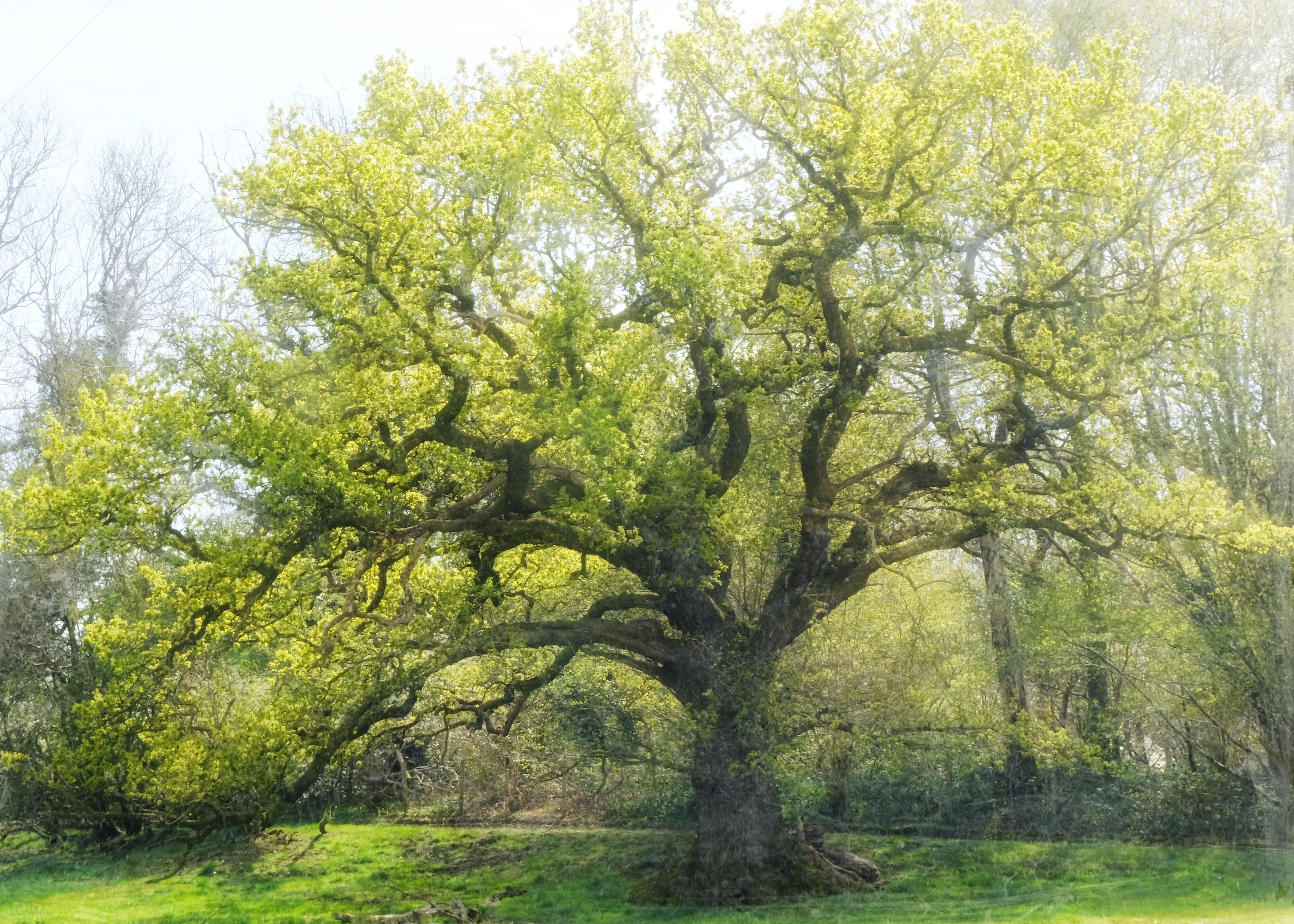 spring oak
