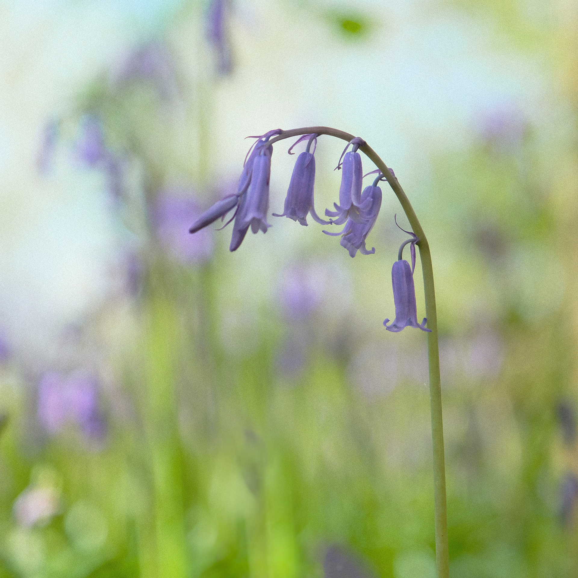 bluebell