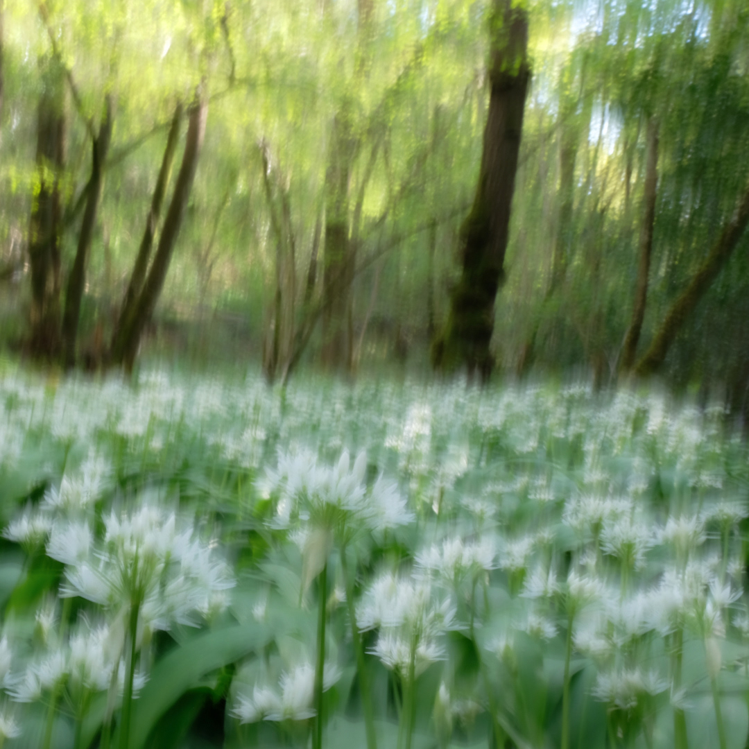 ramsons
