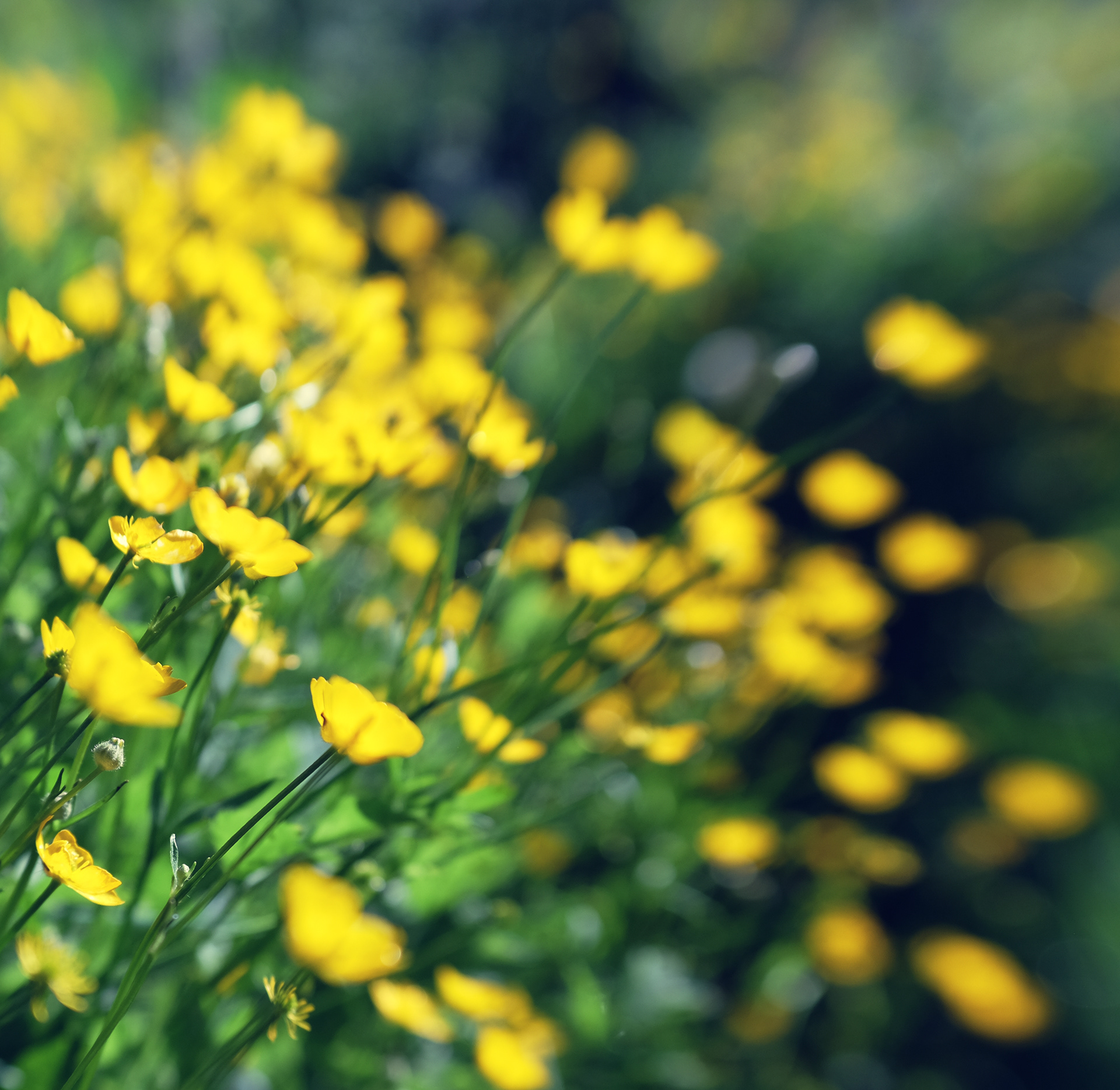 buttercups #2