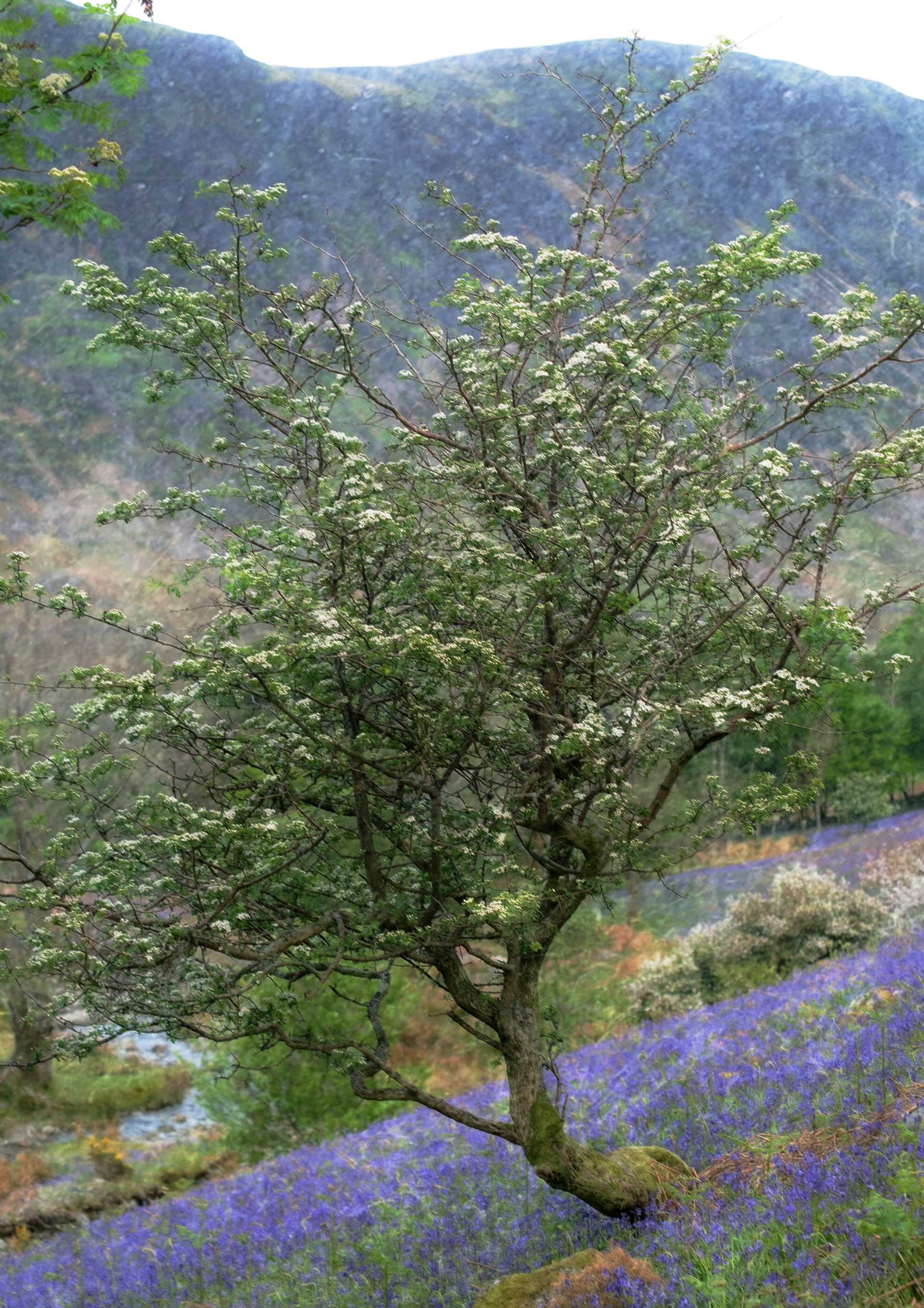 rannerdale