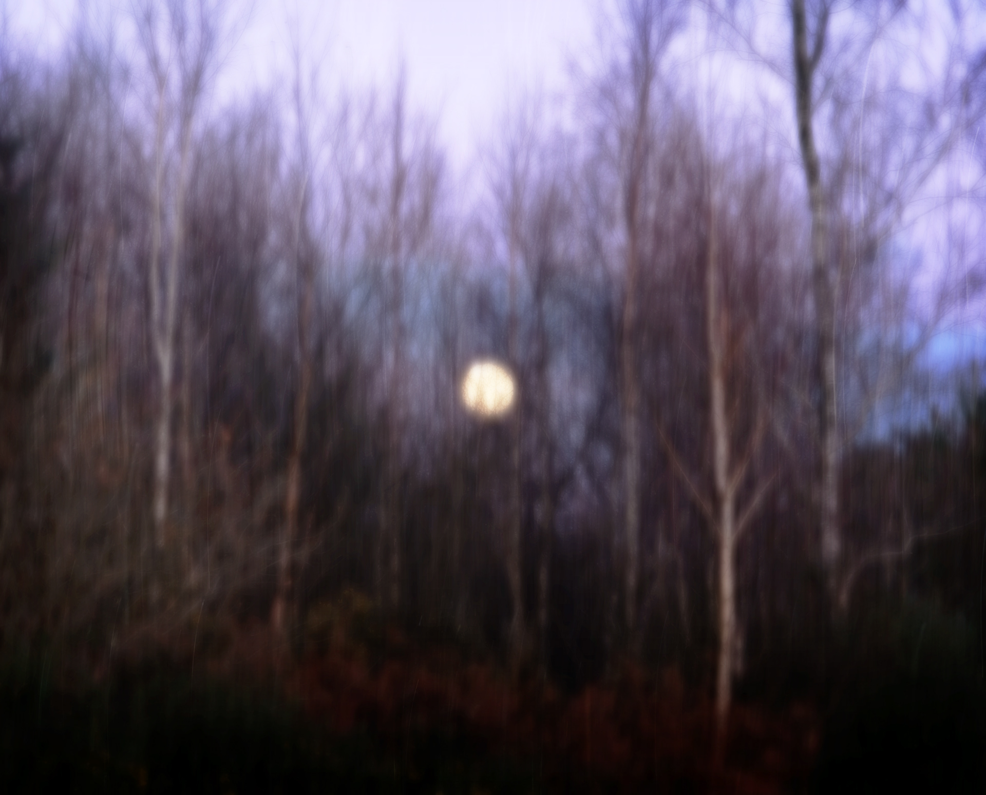 moon birches