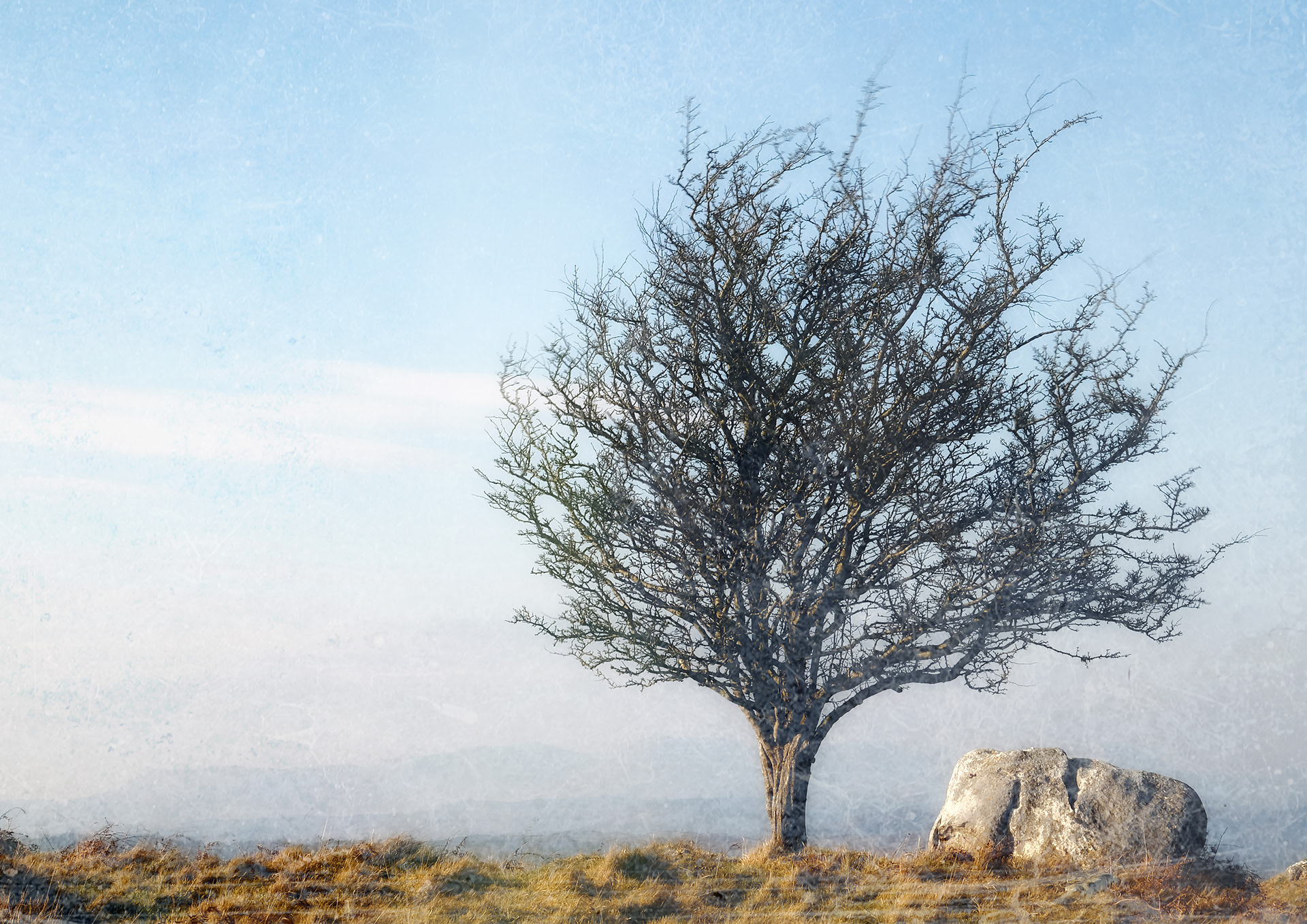 Hampsfell hawthorn #2
