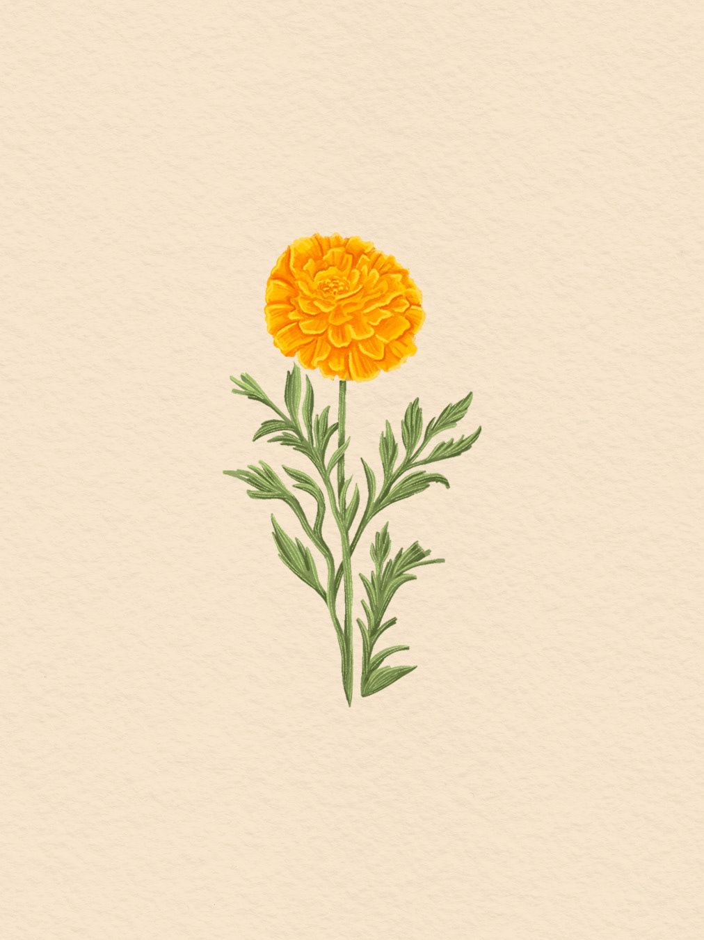 Marigold | Packaging Illustration & Design |  Festive Gift Box