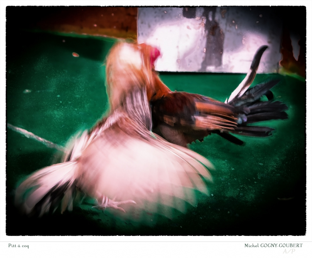 Pitt à Coq - 8