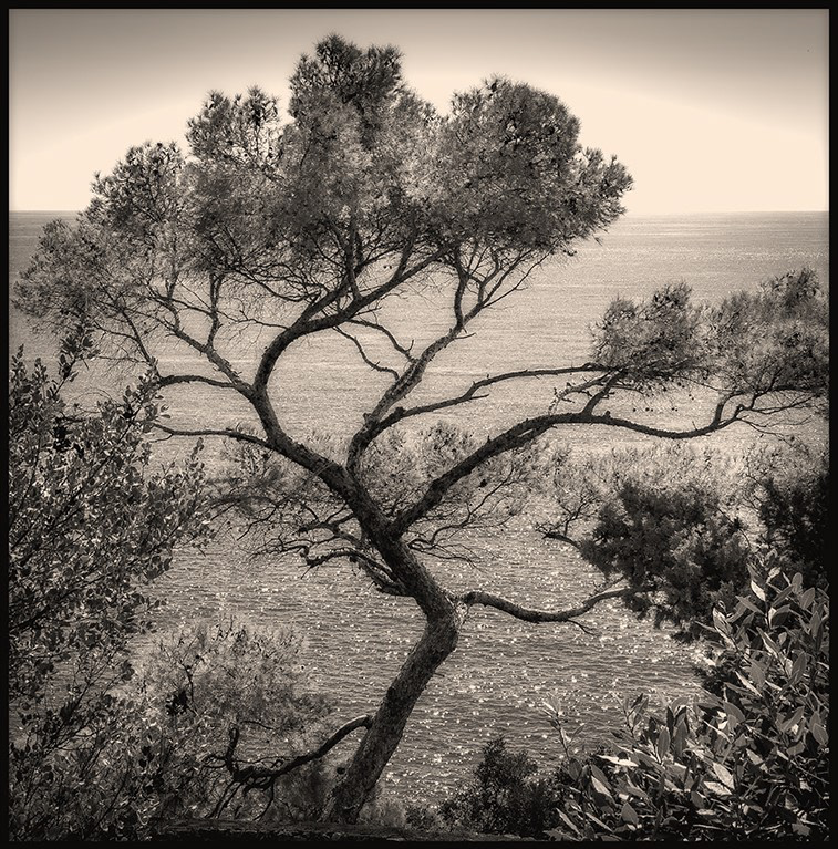 Arboressences - 9