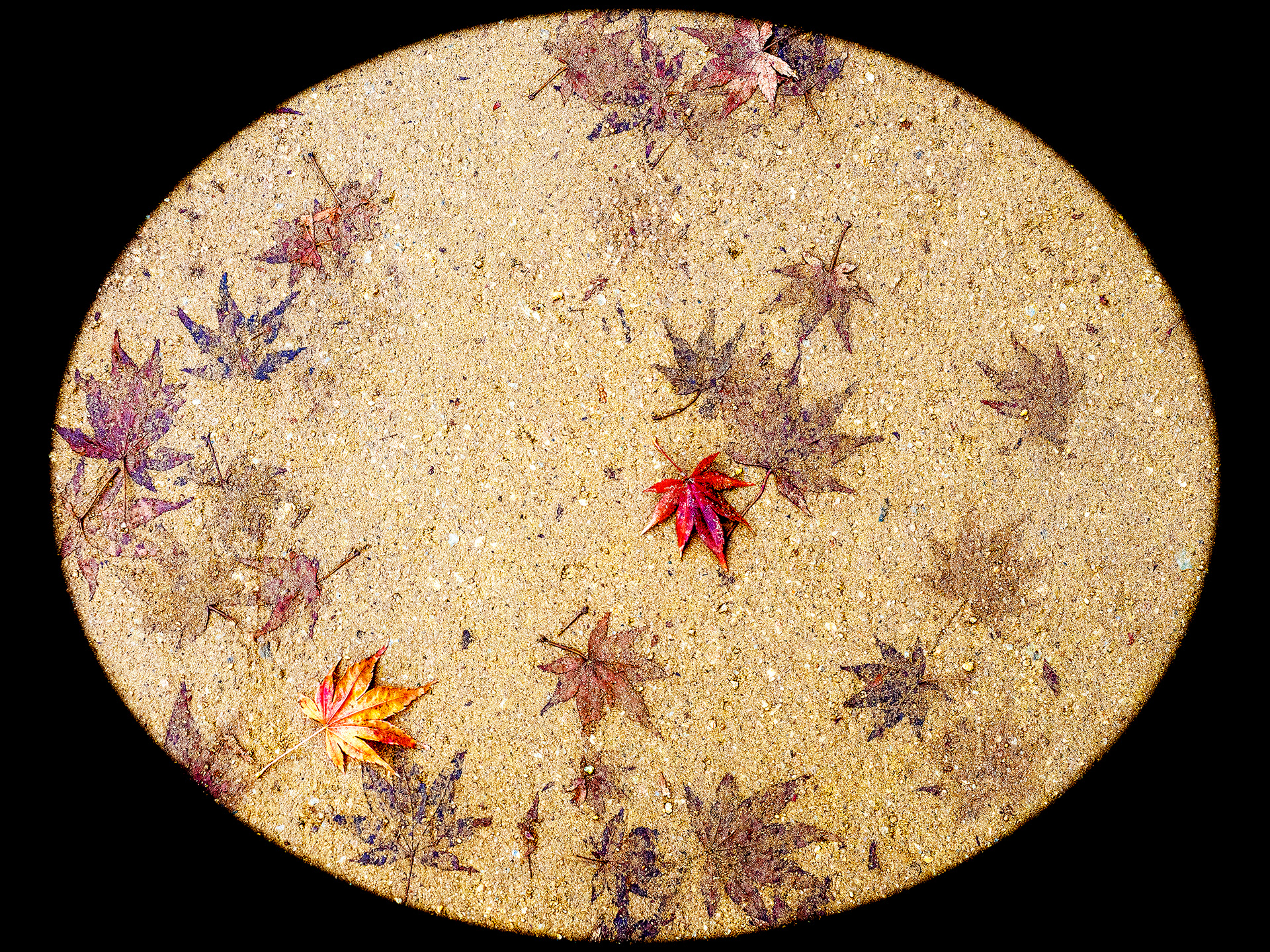 JAPON - « Tombent les feuilles de Ginko.... » - 2